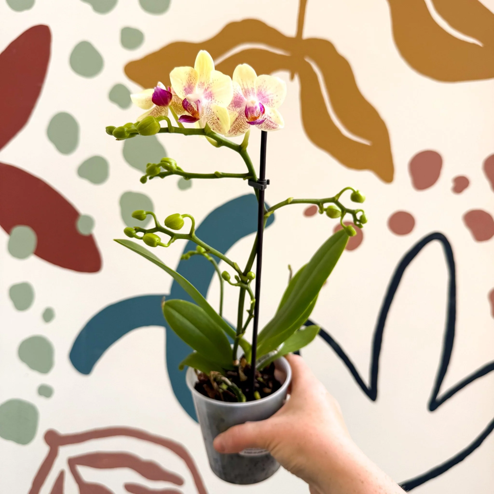 Phalaenopsis - Pale Yellow and Pink Tiny Spotted Moth Orchid - Image 6