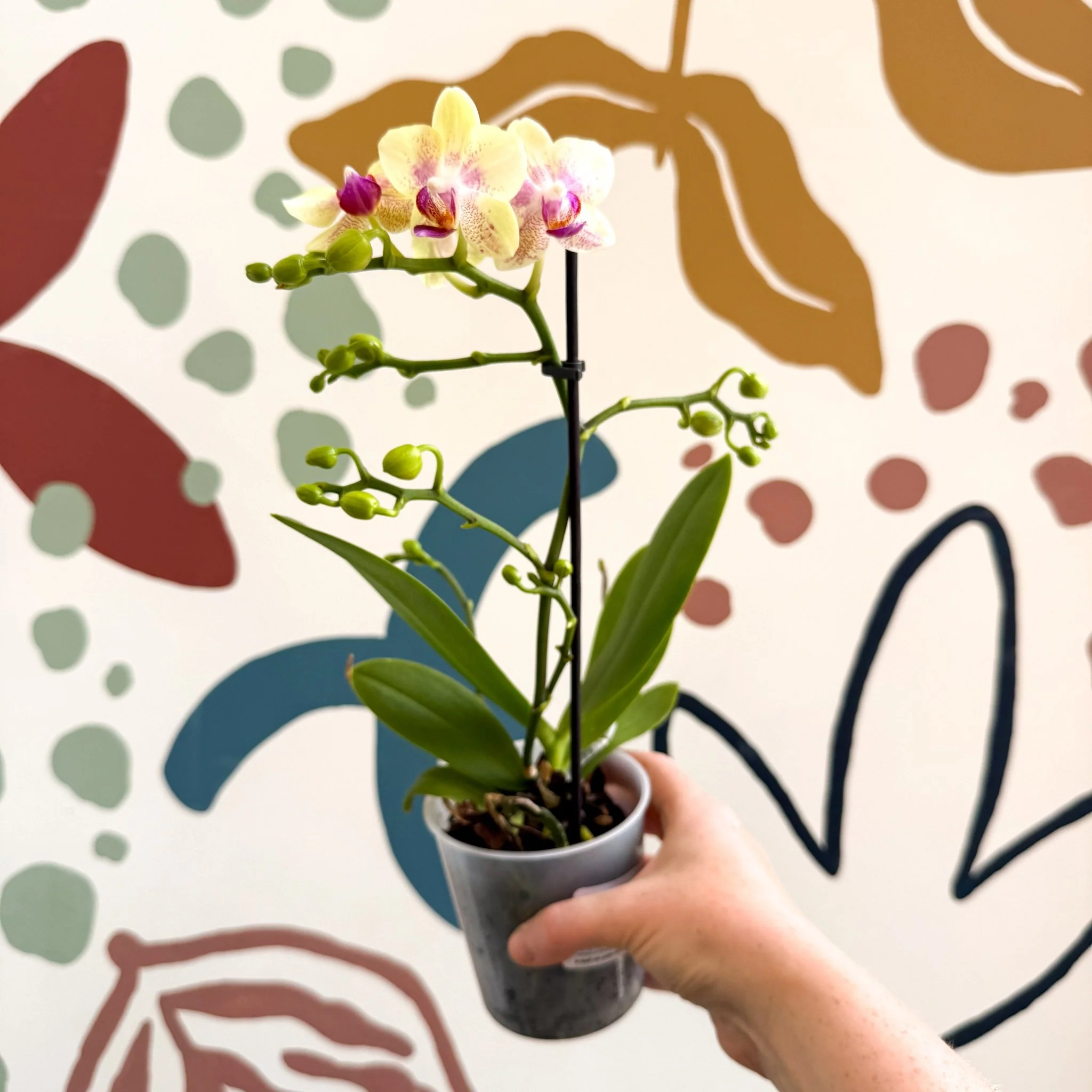 Phalaenopsis - Pale Yellow and Pink Tiny Spotted Moth Orchid - Image 7