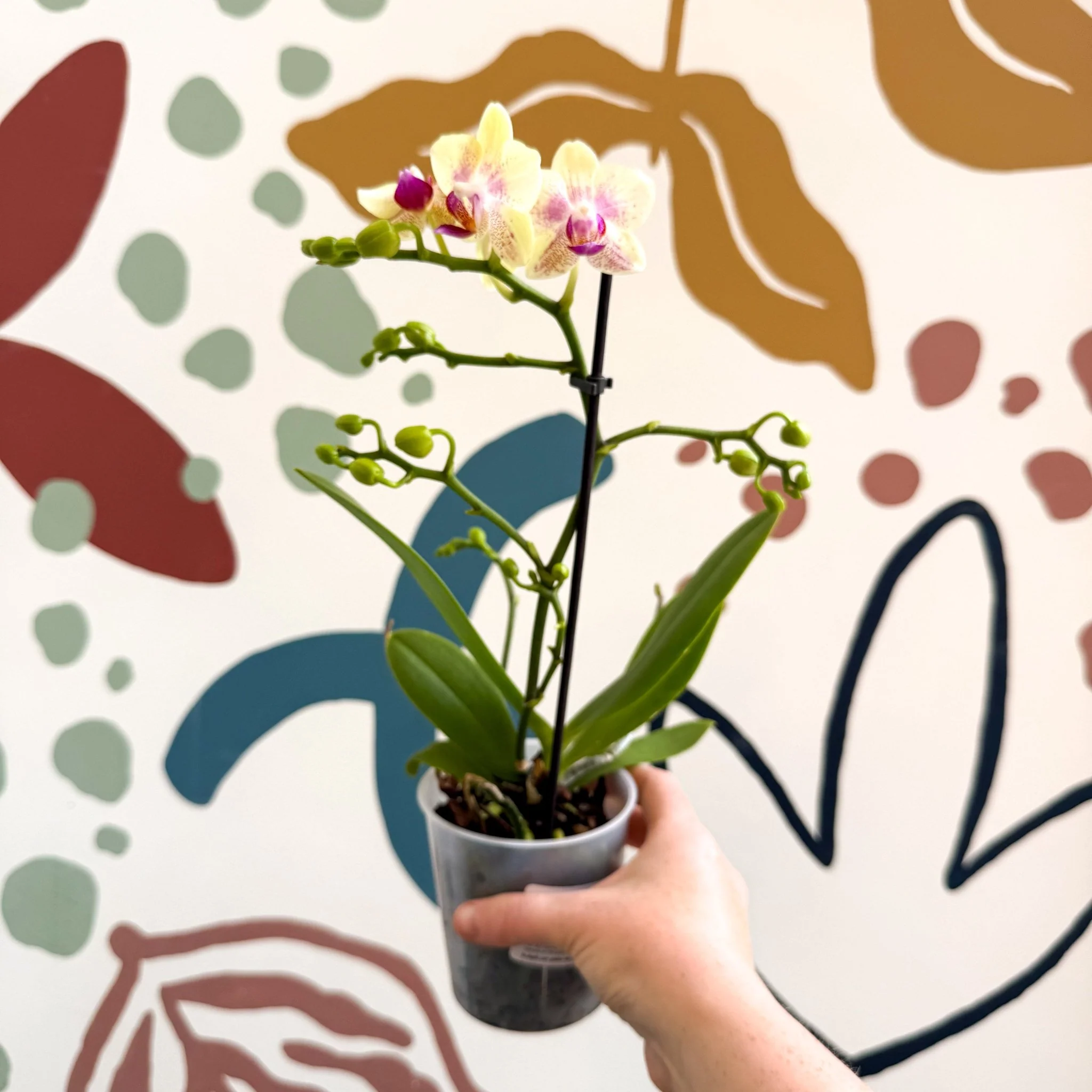 Phalaenopsis - Pale Yellow and Pink Tiny Spotted Moth Orchid - Image 8