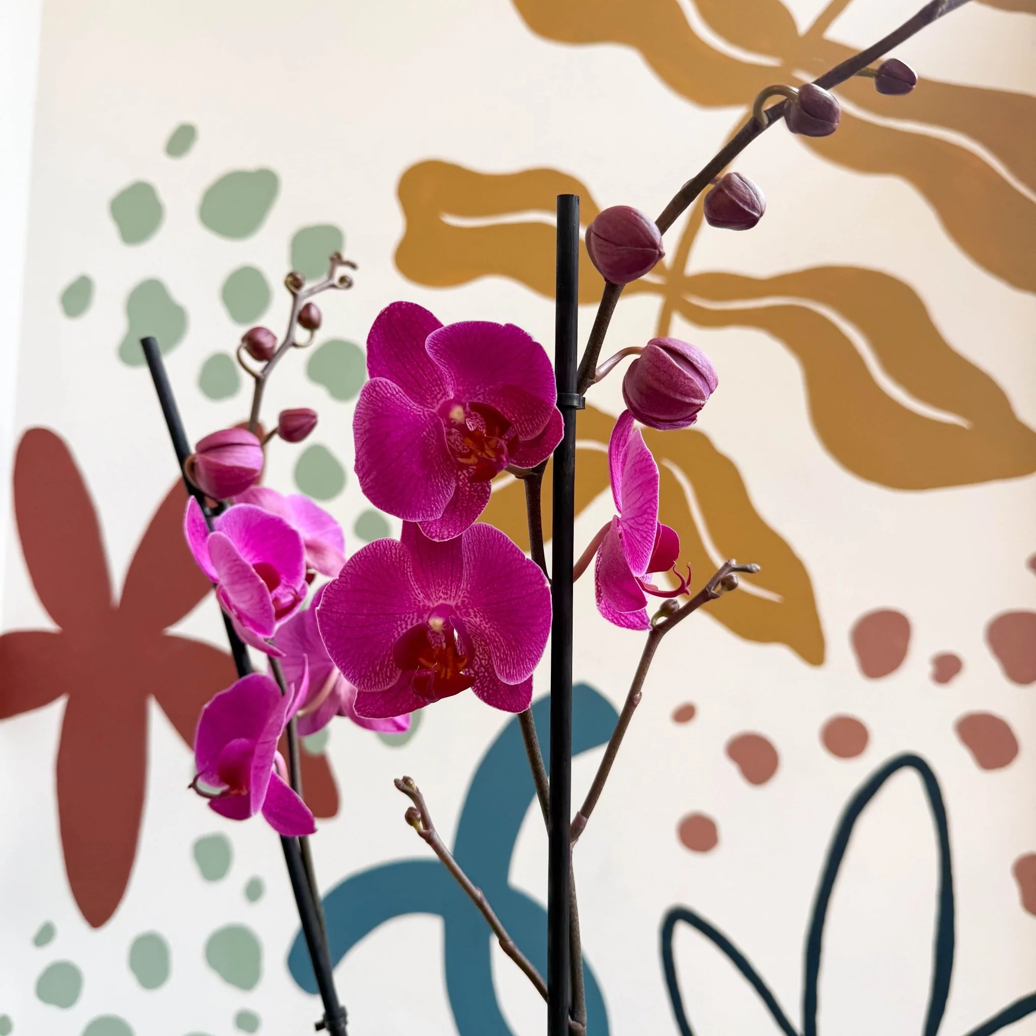 Phalaenopsis - Purple Moth Orchid