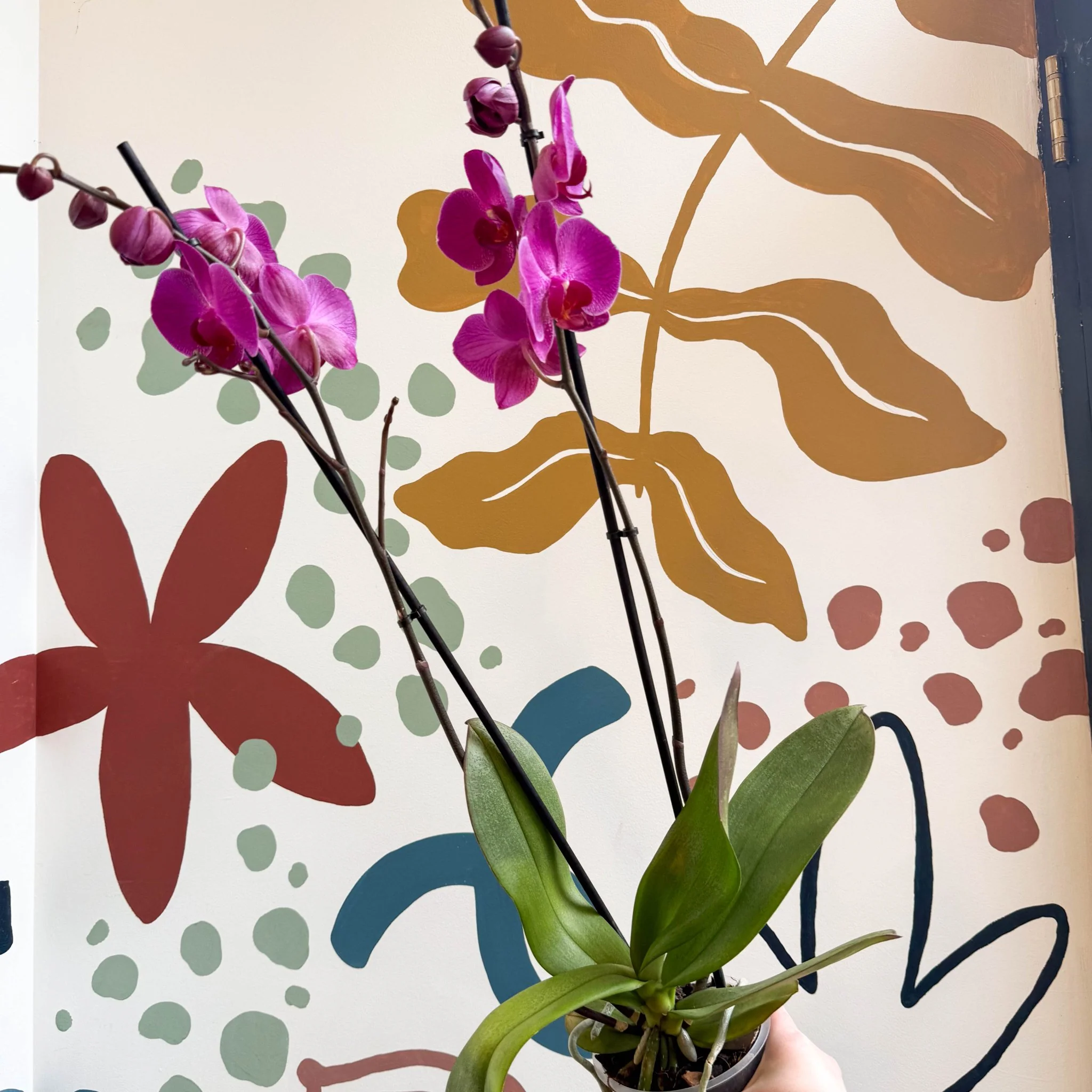 Phalaenopsis - Purple Moth Orchid - Image 2