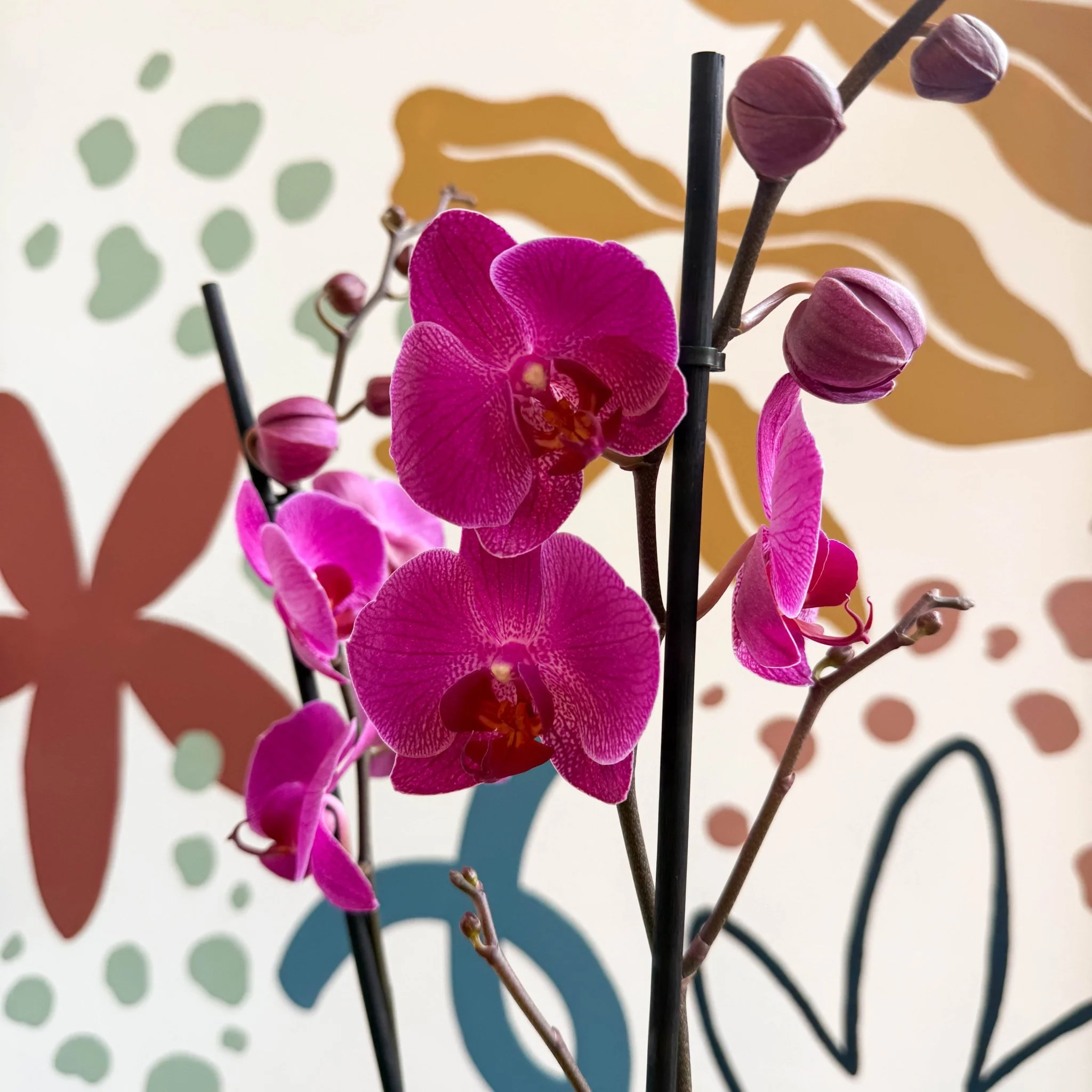 Phalaenopsis - Purple Moth Orchid - Image 3