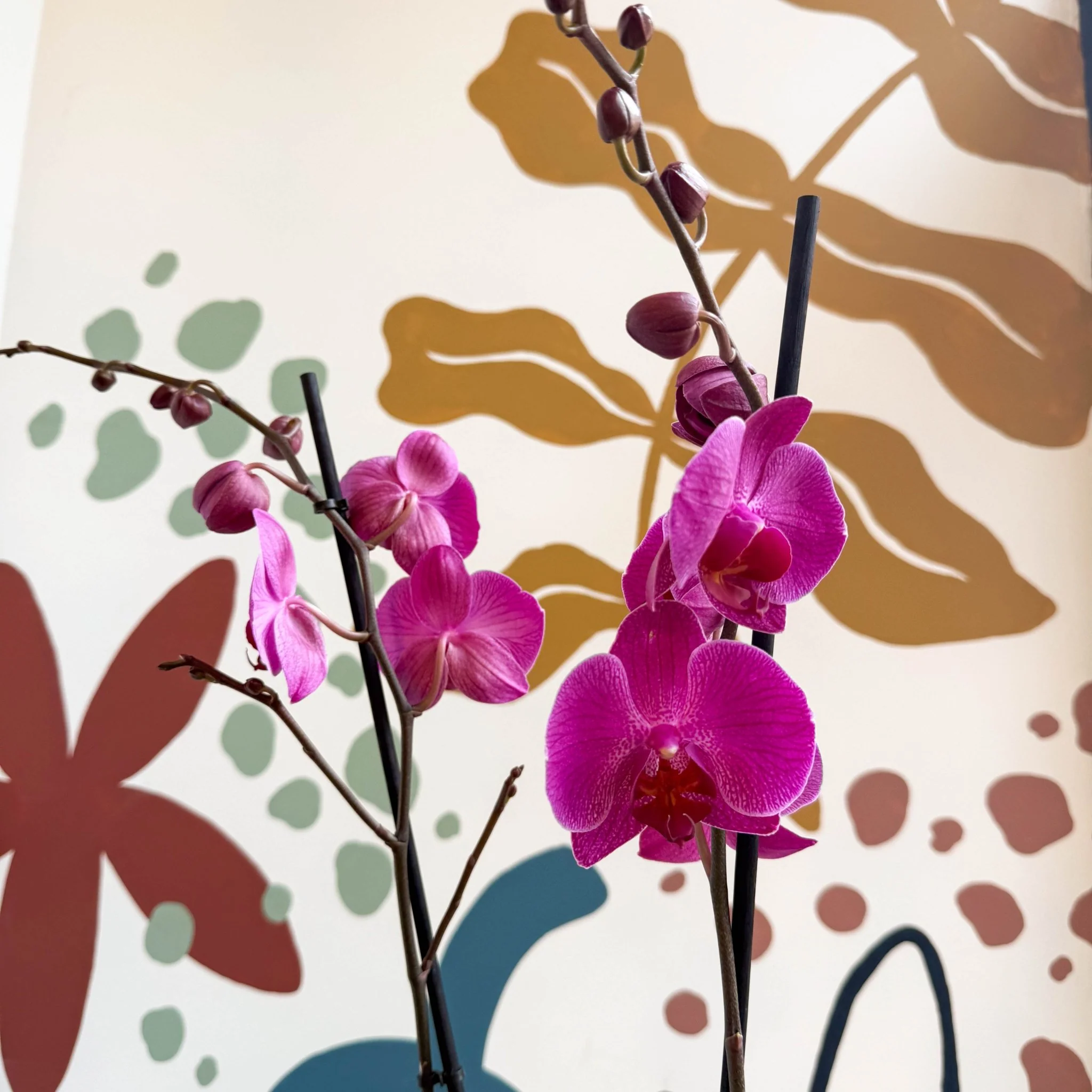 Phalaenopsis - Purple Moth Orchid - Image 4