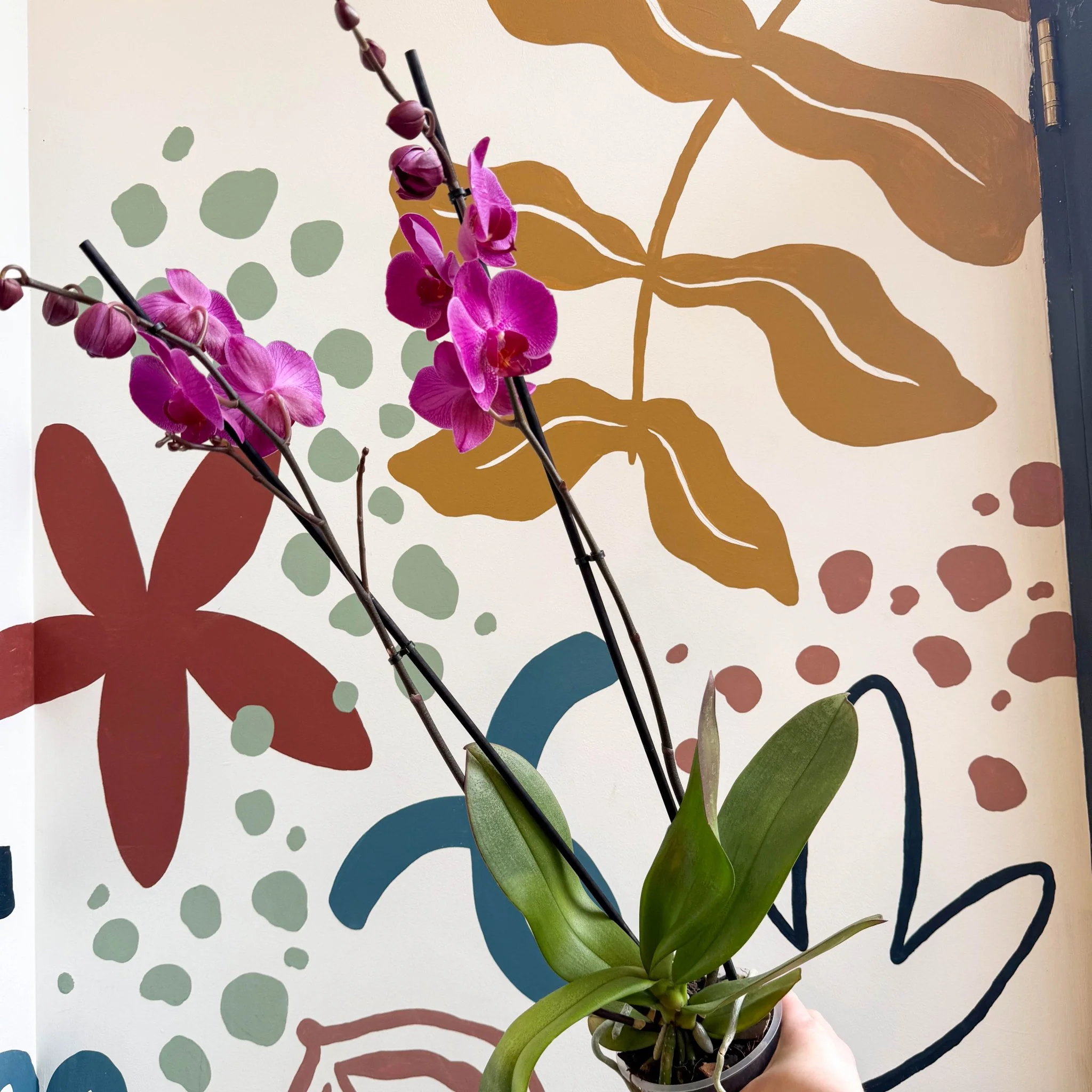 Phalaenopsis - Purple Moth Orchid - Image 5