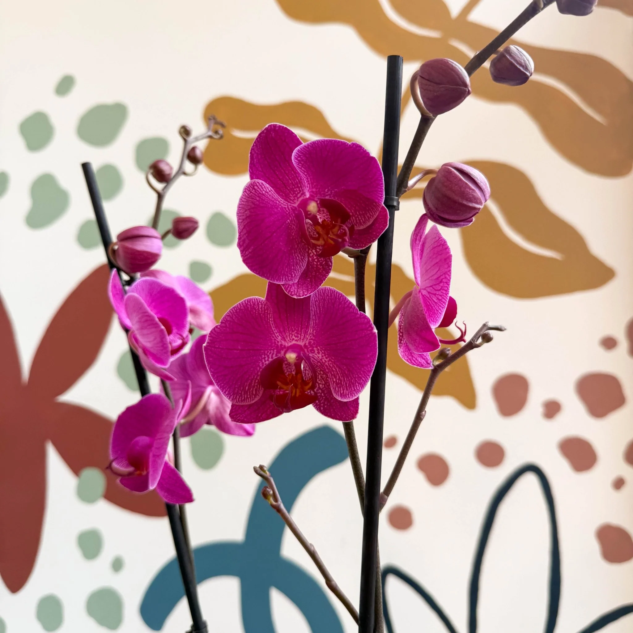 Phalaenopsis - Purple Moth Orchid - Image 6