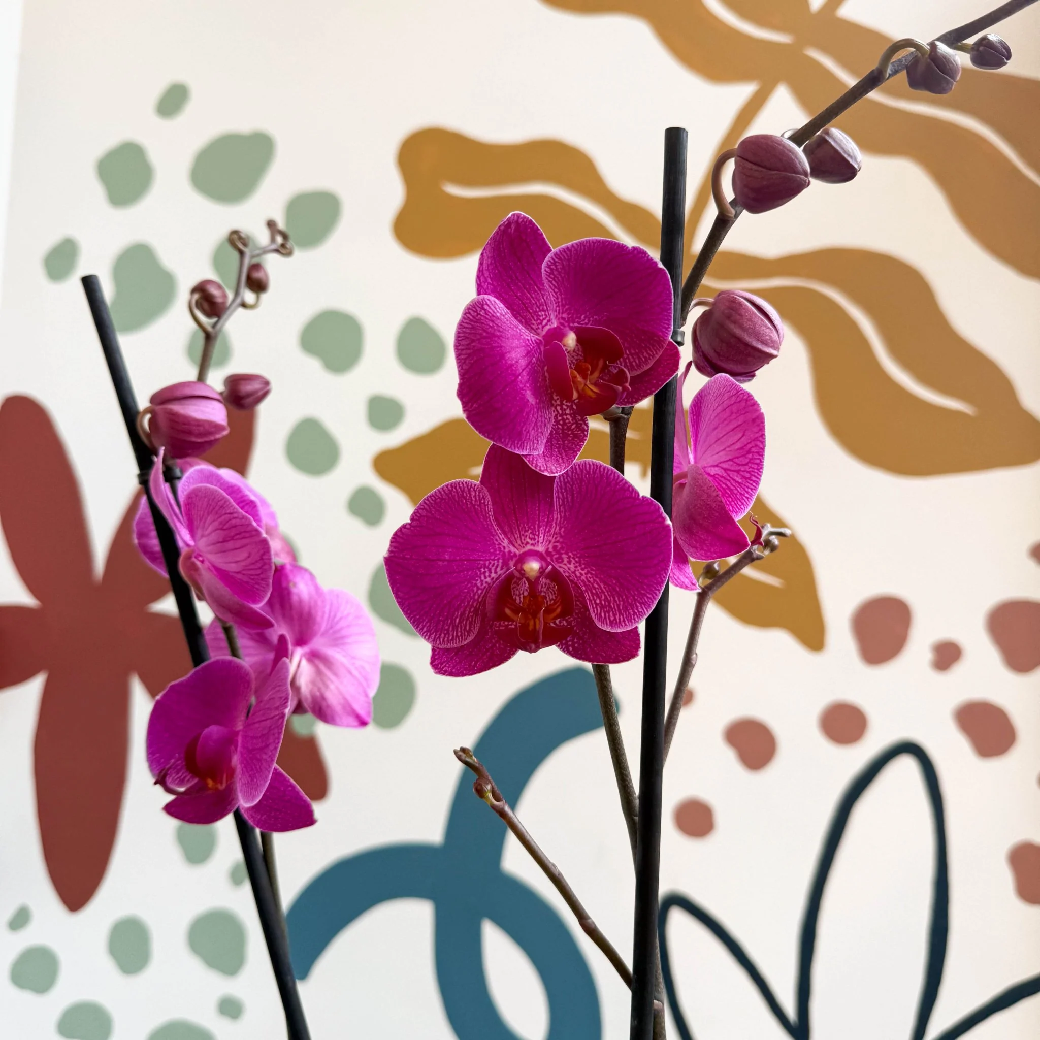Phalaenopsis - Purple Moth Orchid - Image 7