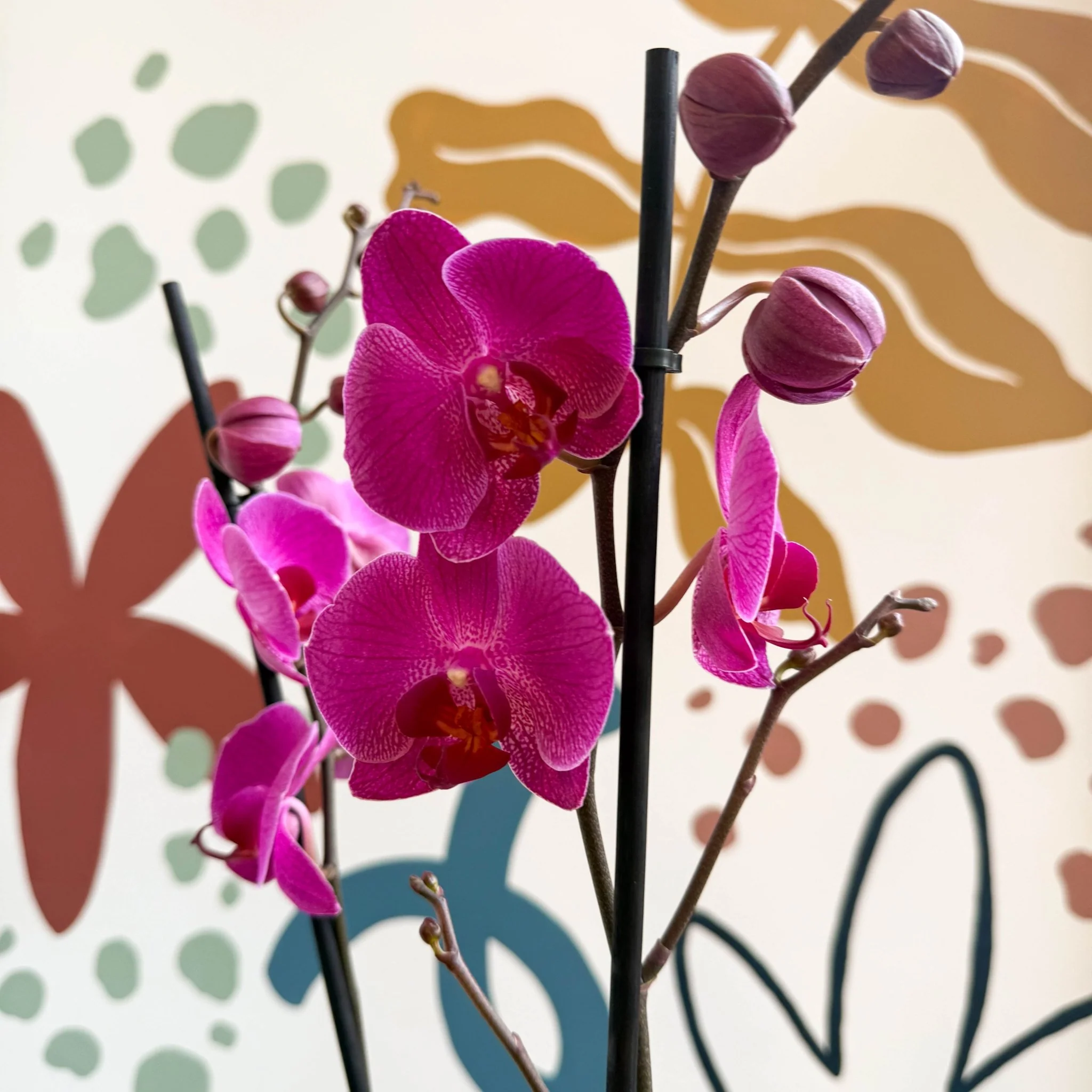 Phalaenopsis - Purple Moth Orchid - Image 8
