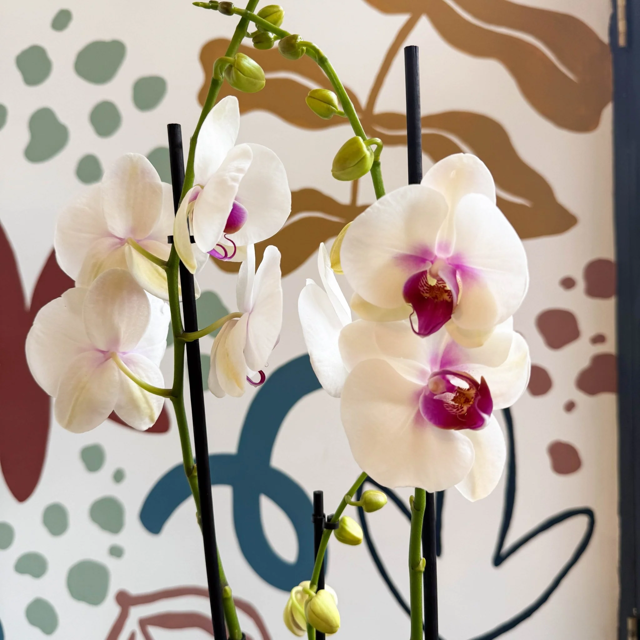 Phalaenopsis 'Red Lips' - Pink Moth Orchid