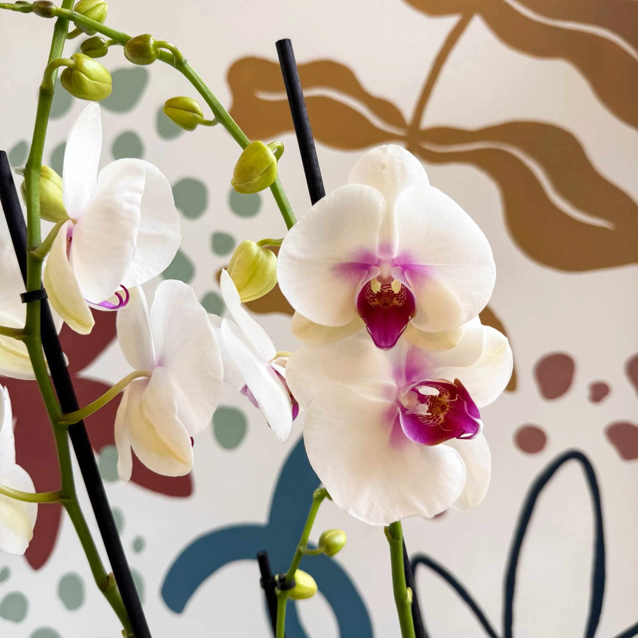 Phalaenopsis 'Red Lips' - Pink Moth Orchid - Image 10