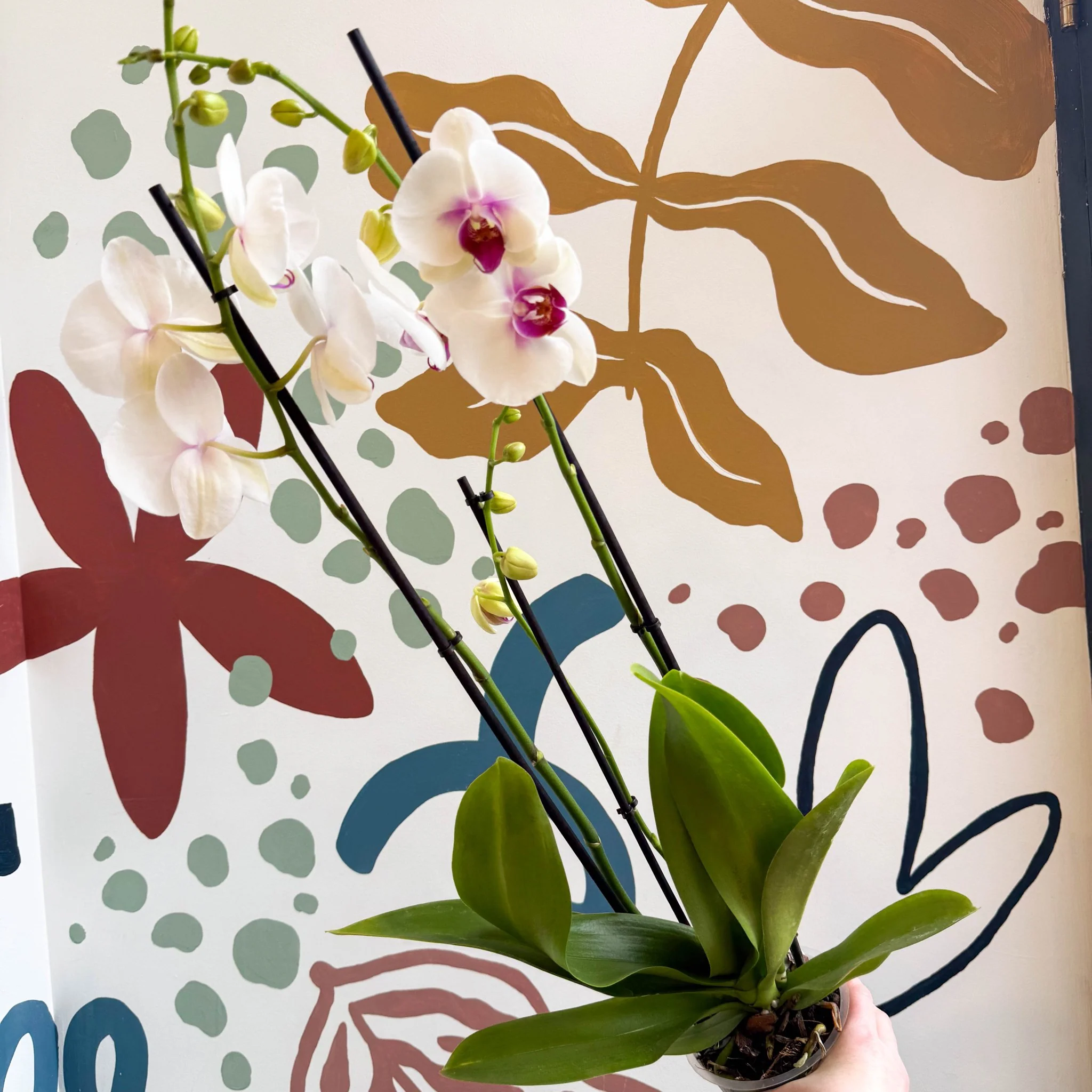 Phalaenopsis 'Red Lips' - Pink Moth Orchid - Image 2