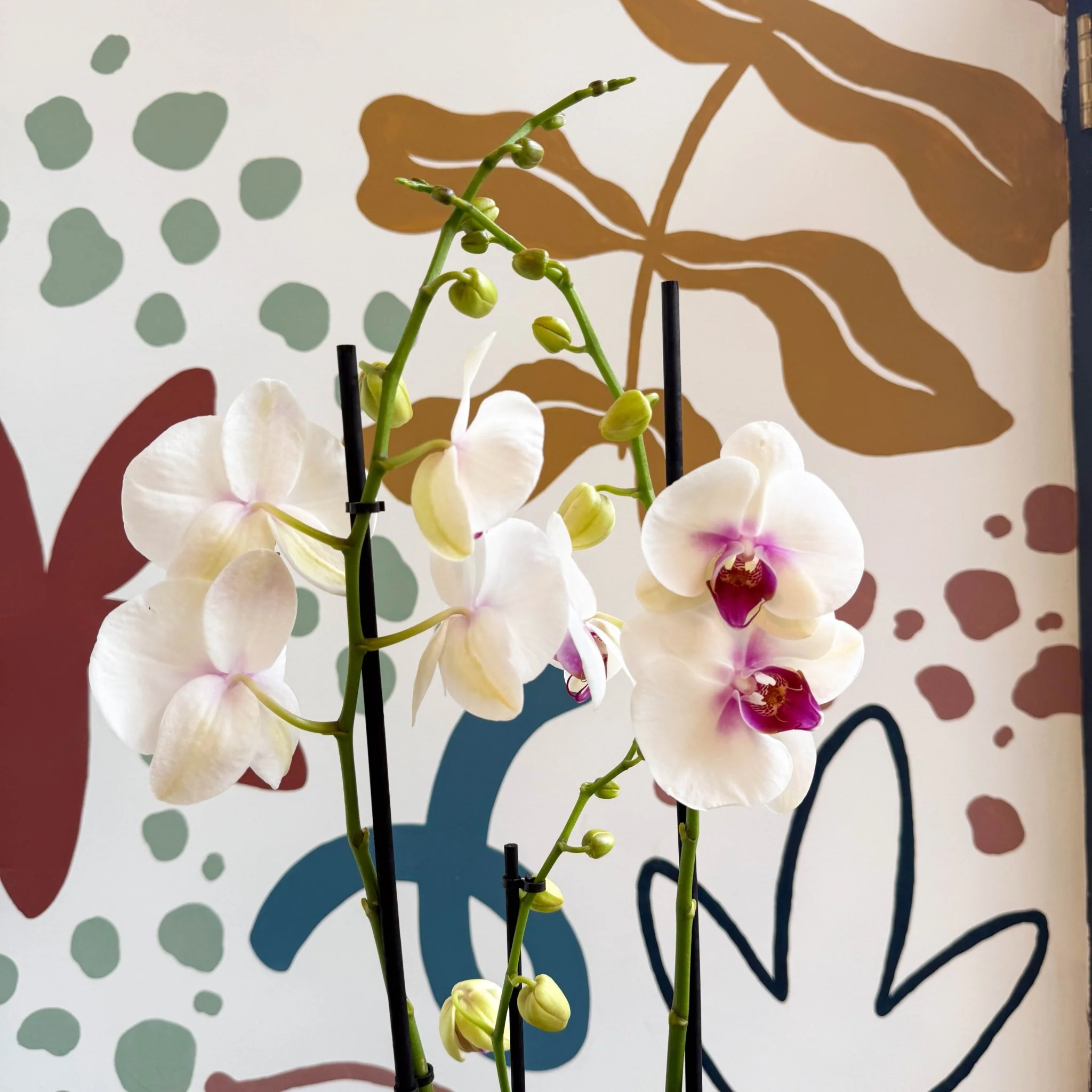 Phalaenopsis 'Red Lips' - Pink Moth Orchid - Image 3