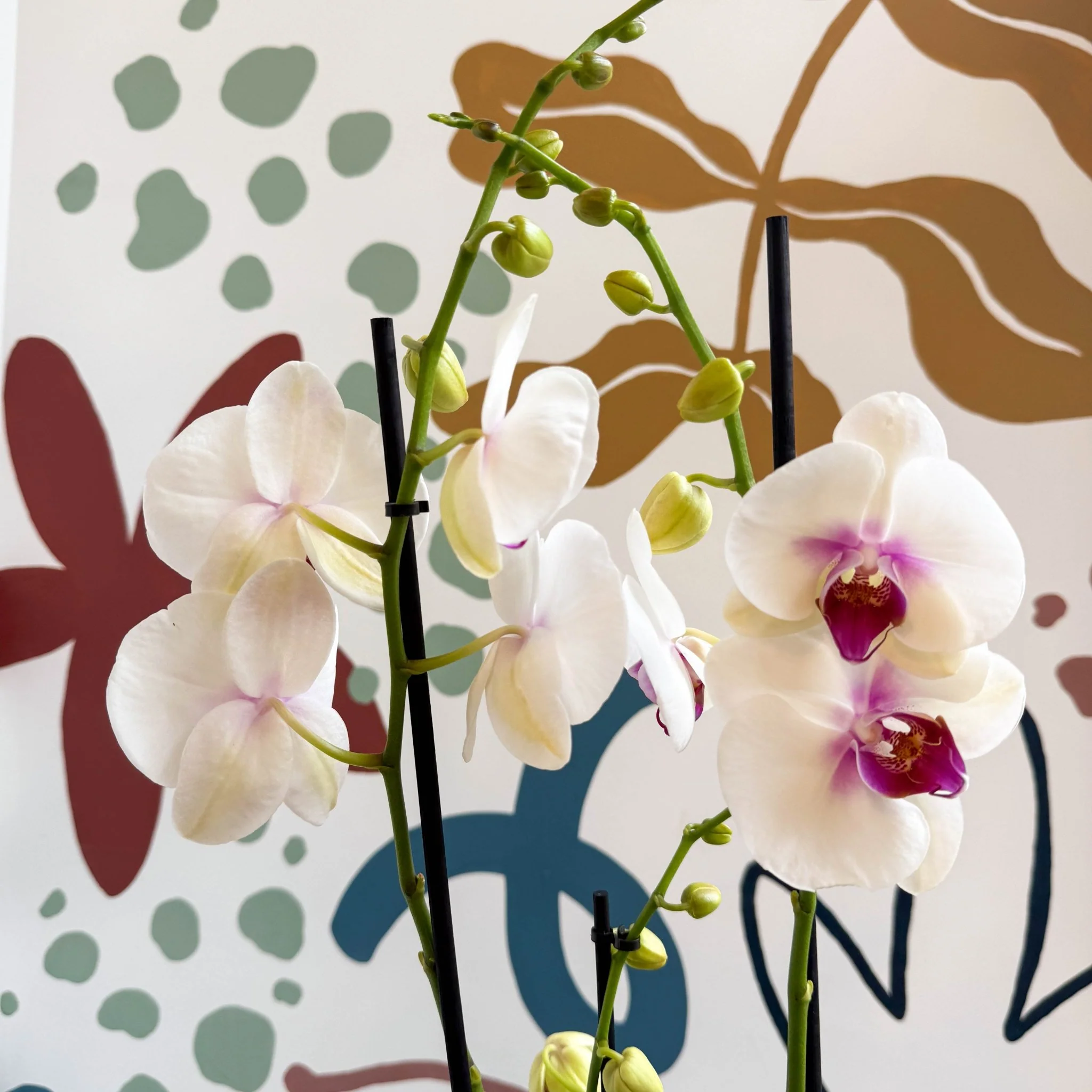 Phalaenopsis 'Red Lips' - Pink Moth Orchid - Image 4
