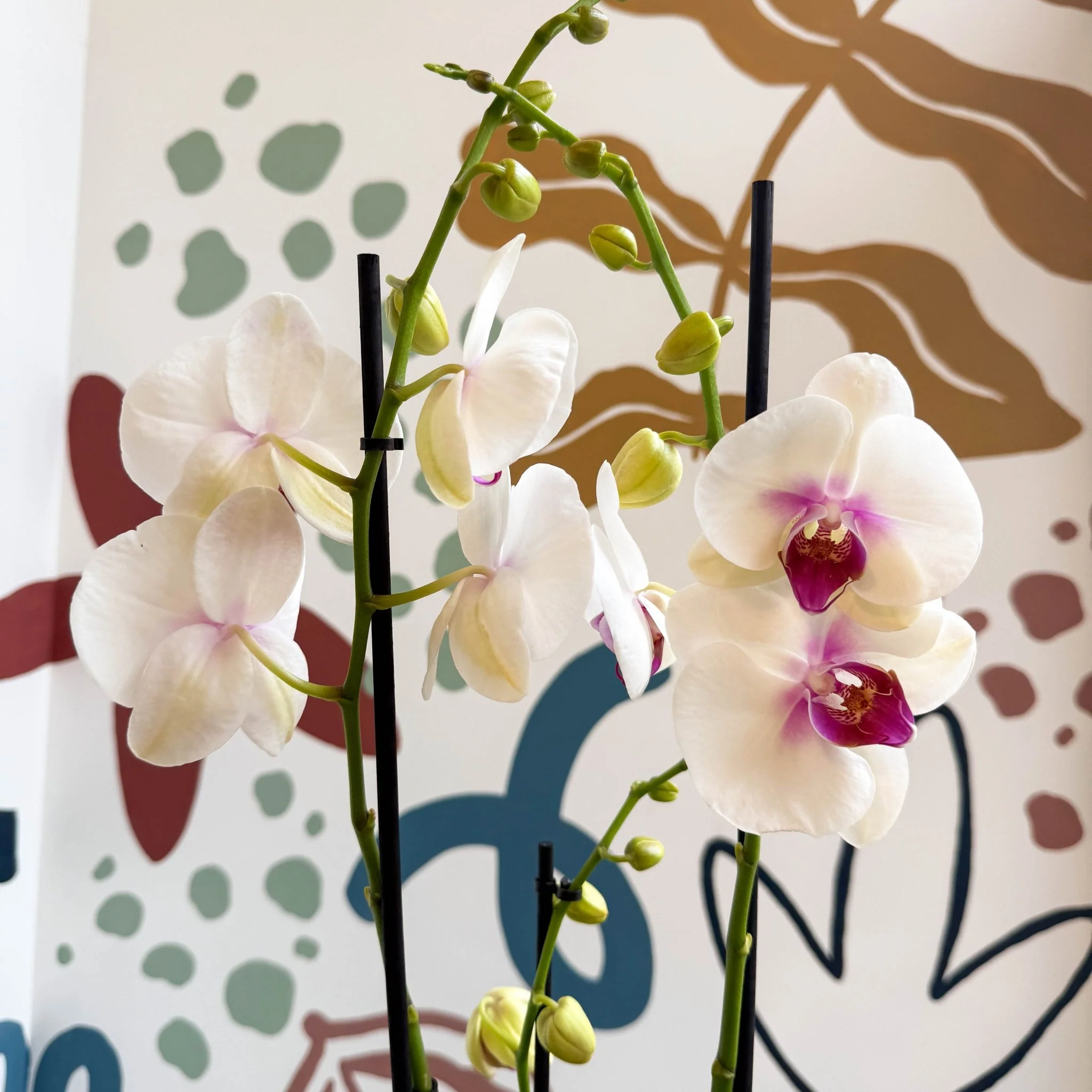 Phalaenopsis 'Red Lips' - Pink Moth Orchid - Image 5