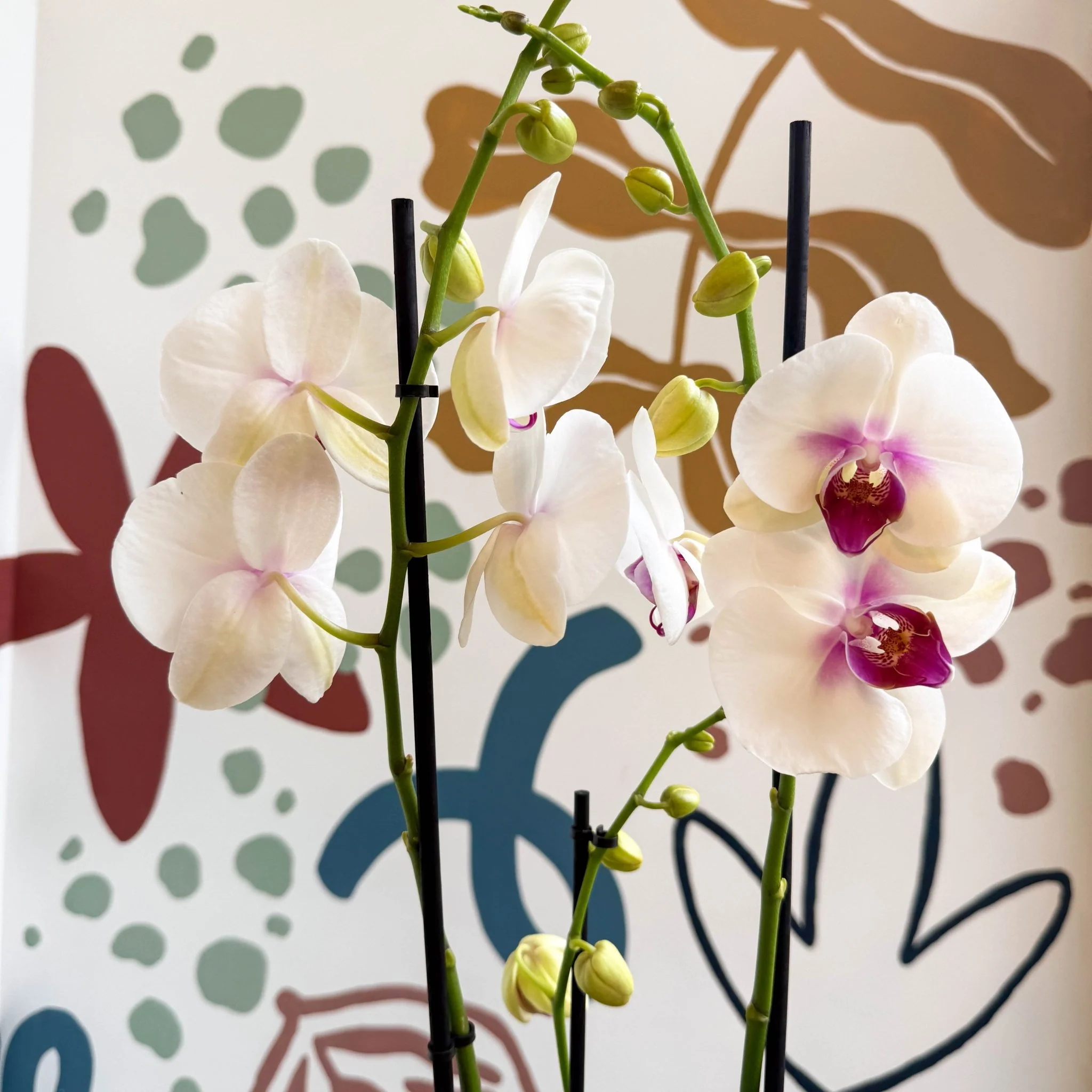 Phalaenopsis 'Red Lips' - Pink Moth Orchid - Image 6