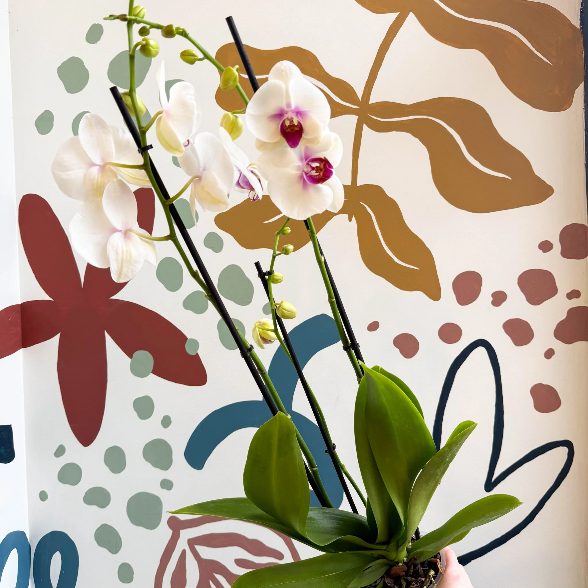 Phalaenopsis 'Red Lips' - Pink Moth Orchid - Image 7