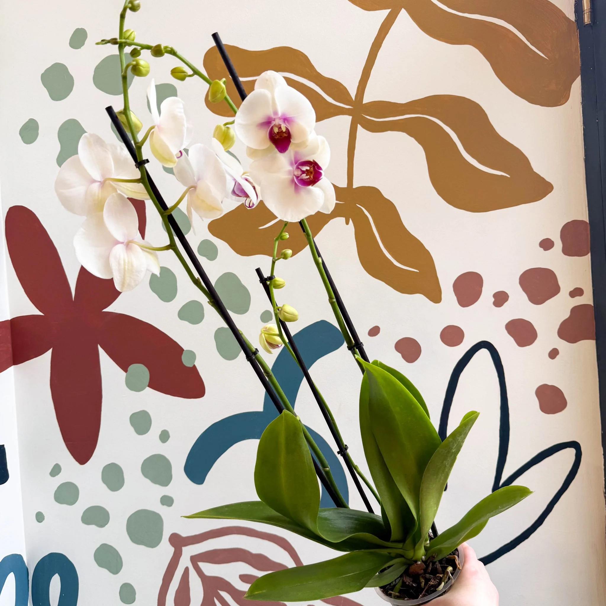 Phalaenopsis 'Red Lips' - Pink Moth Orchid - Image 8
