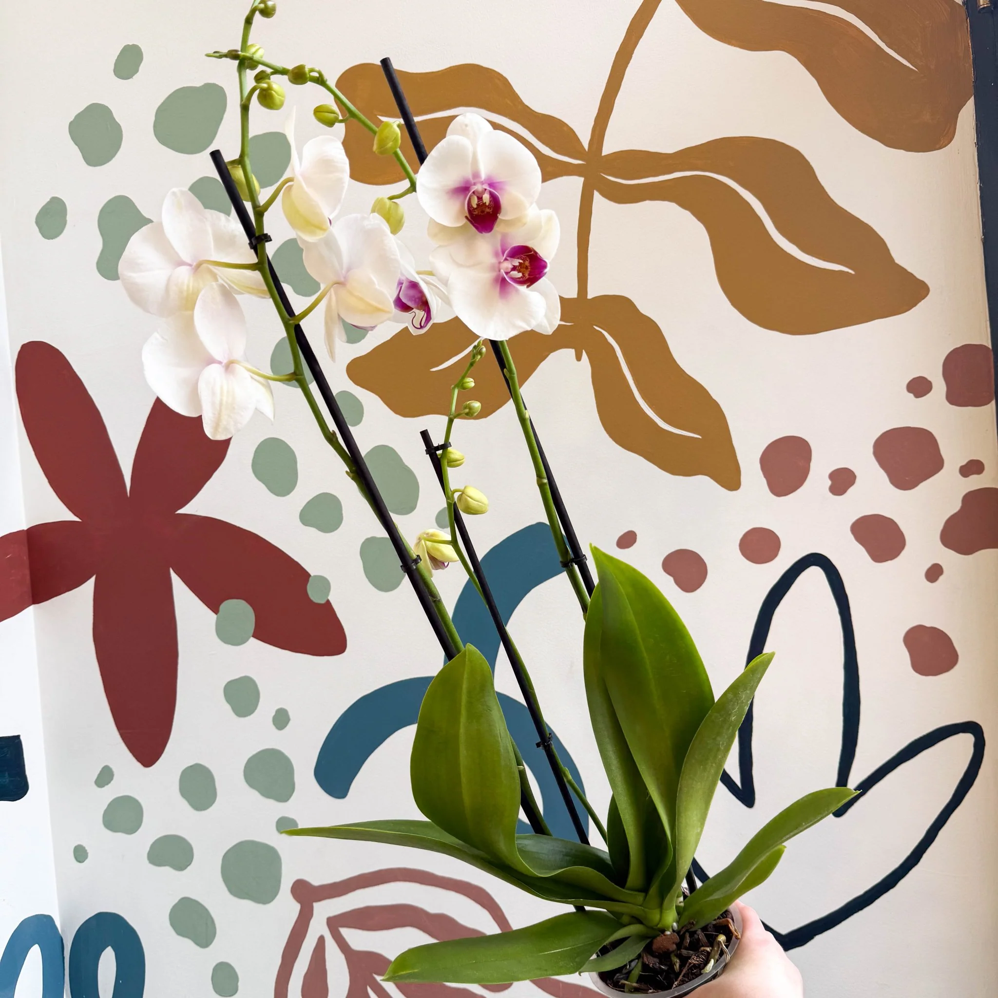 Phalaenopsis 'Red Lips' - Pink Moth Orchid - Image 9