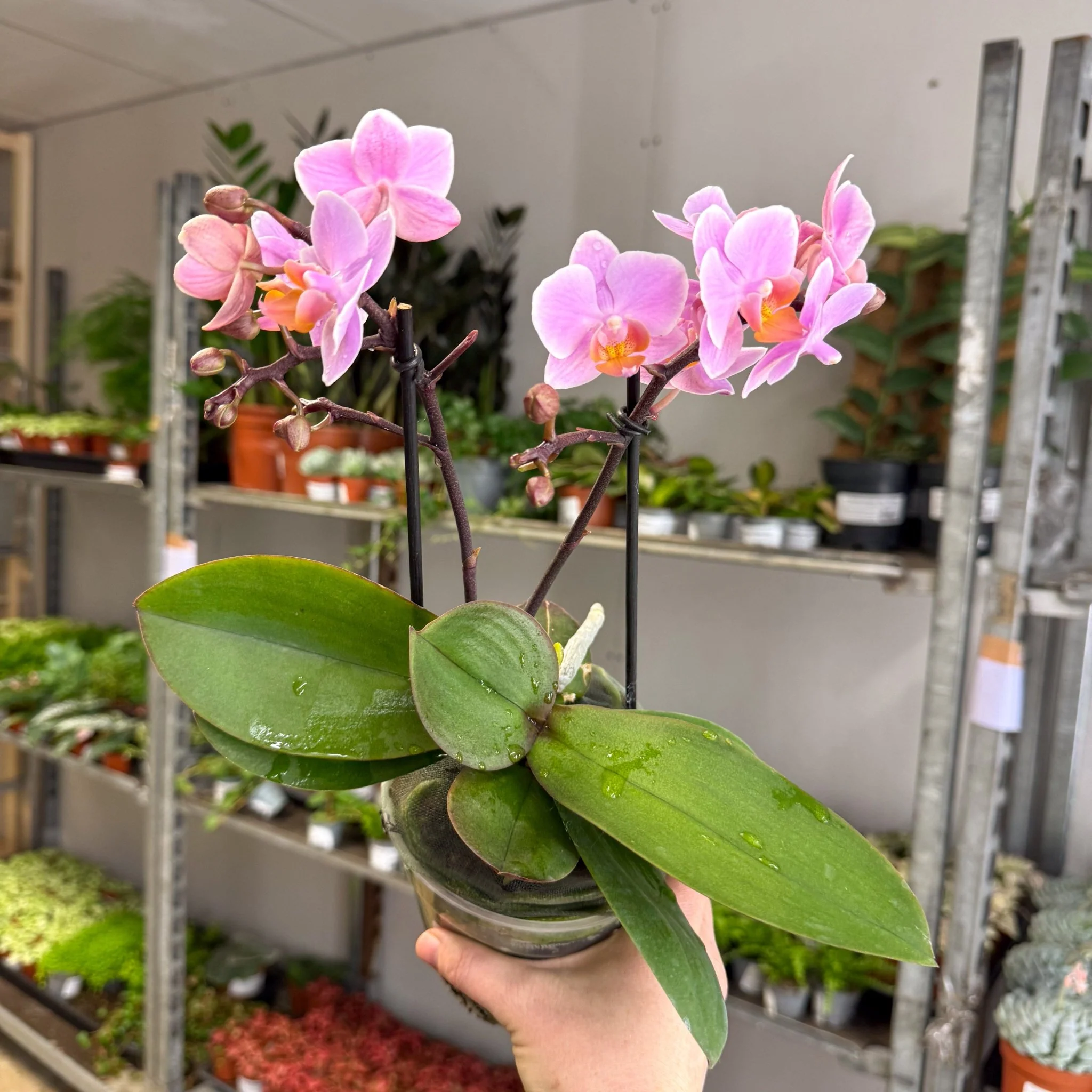 Phalaenopsis 'Romantico' - Pink Moth Orchid - Image 3