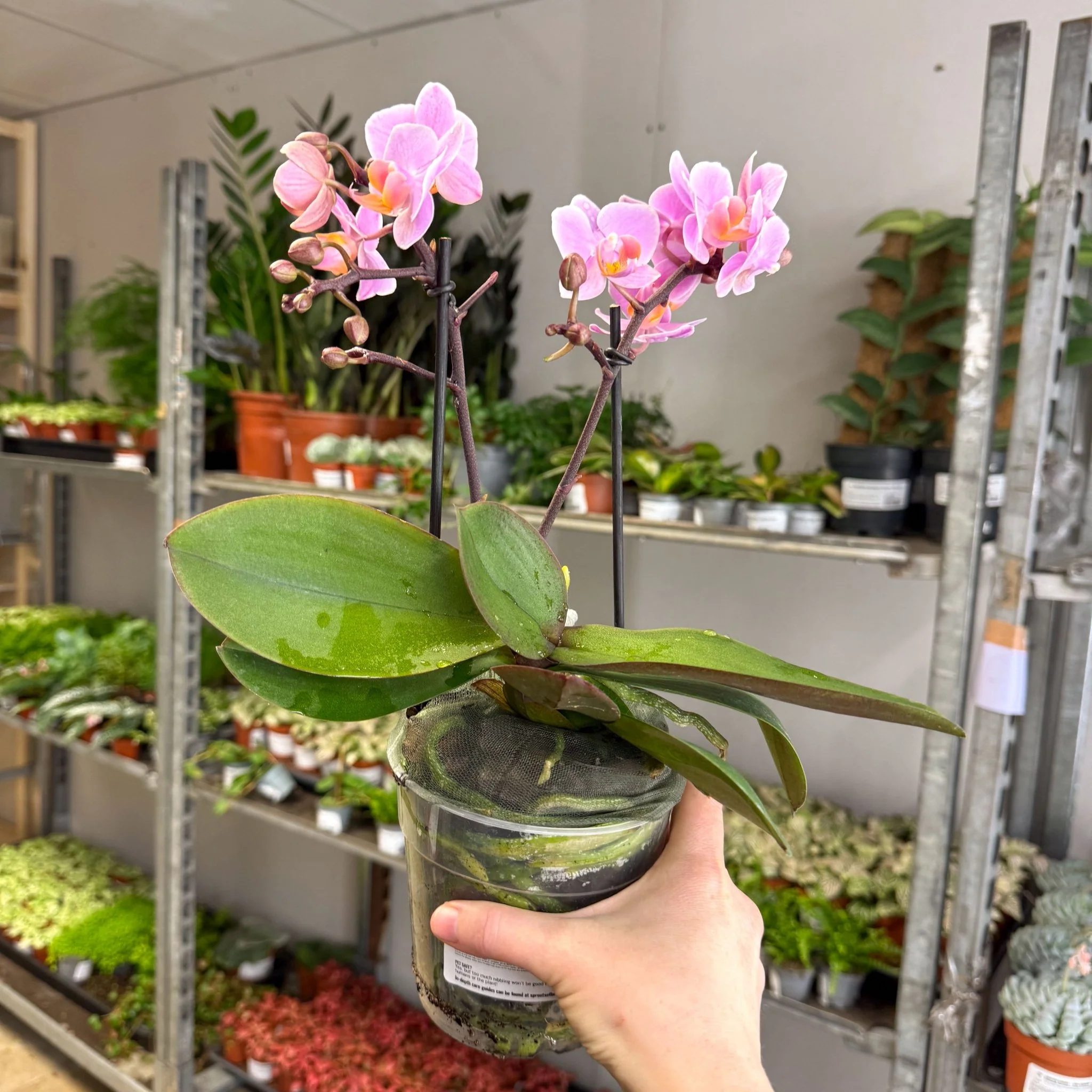 Phalaenopsis 'Romantico' - Pink Moth Orchid - Image 4