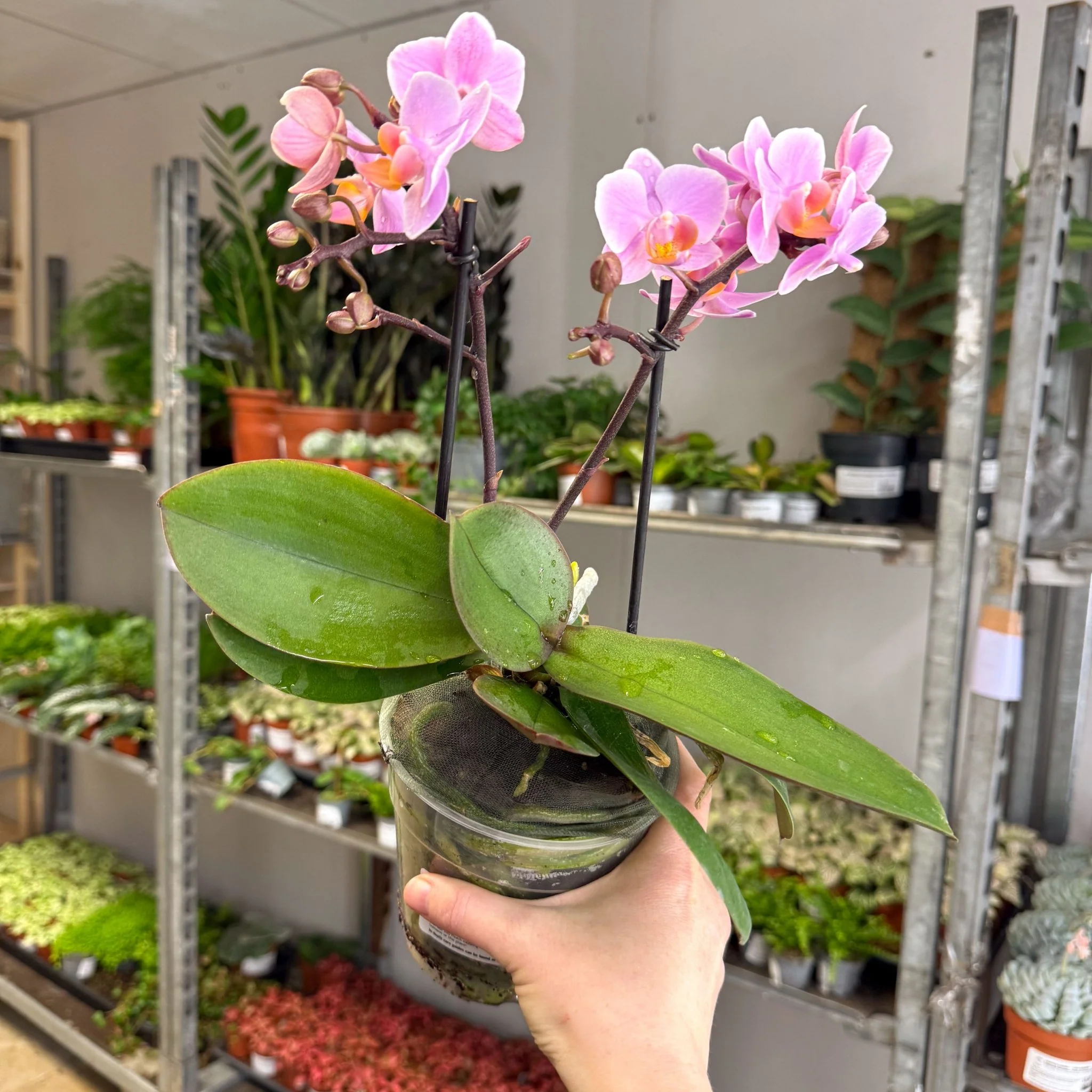 Phalaenopsis 'Romantico' - Pink Moth Orchid - Image 5