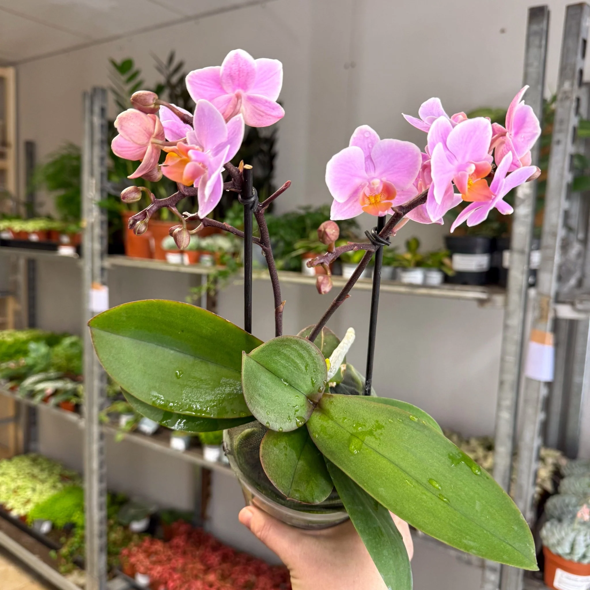 Phalaenopsis 'Romantico' - Pink Moth Orchid - Image 6