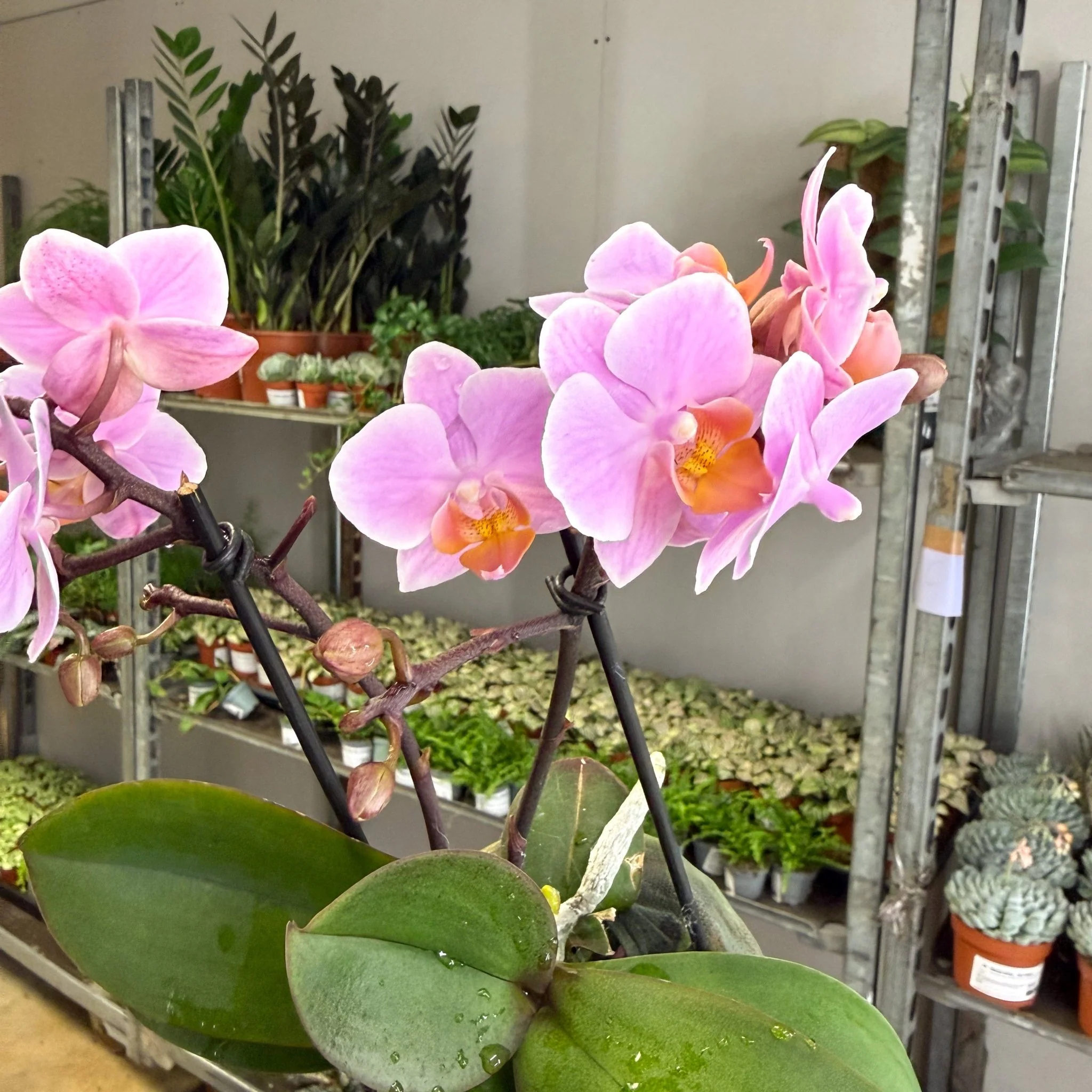 Phalaenopsis 'Romantico' - Pink Moth Orchid - Image 7