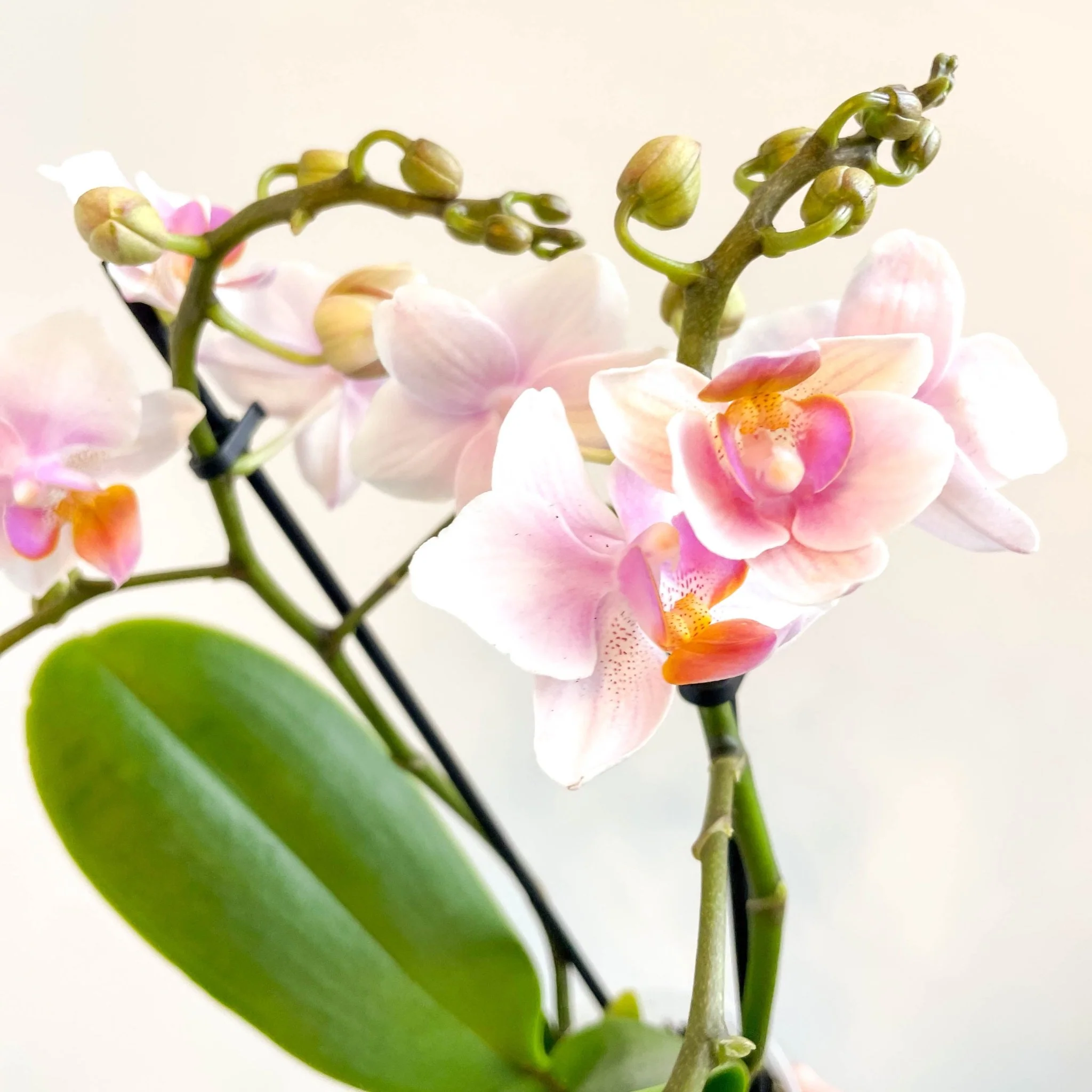 Phalaenopsis 'Rotterdam' - Pink Moth Orchid - Image 10