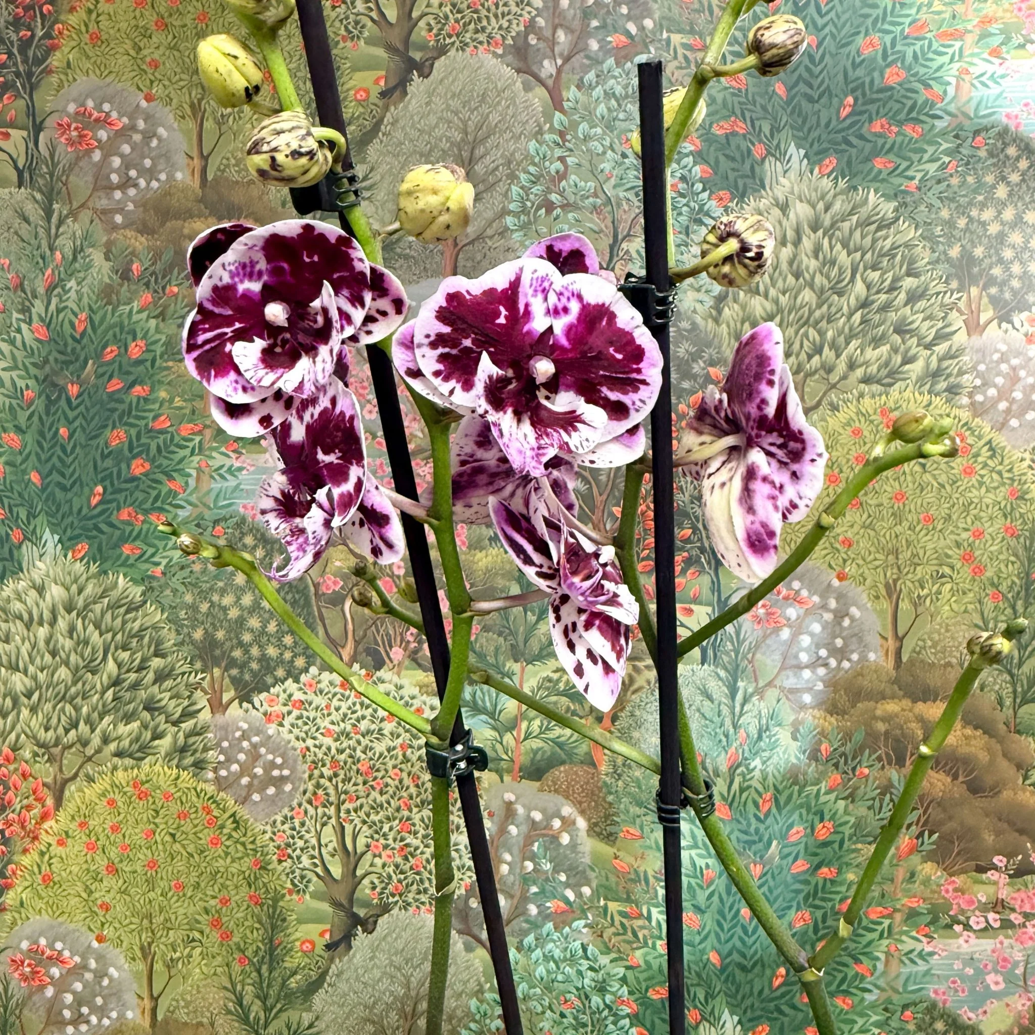 Phalaenopsis ‘Speechless Elegance’ – Moth Orchid - Image 3