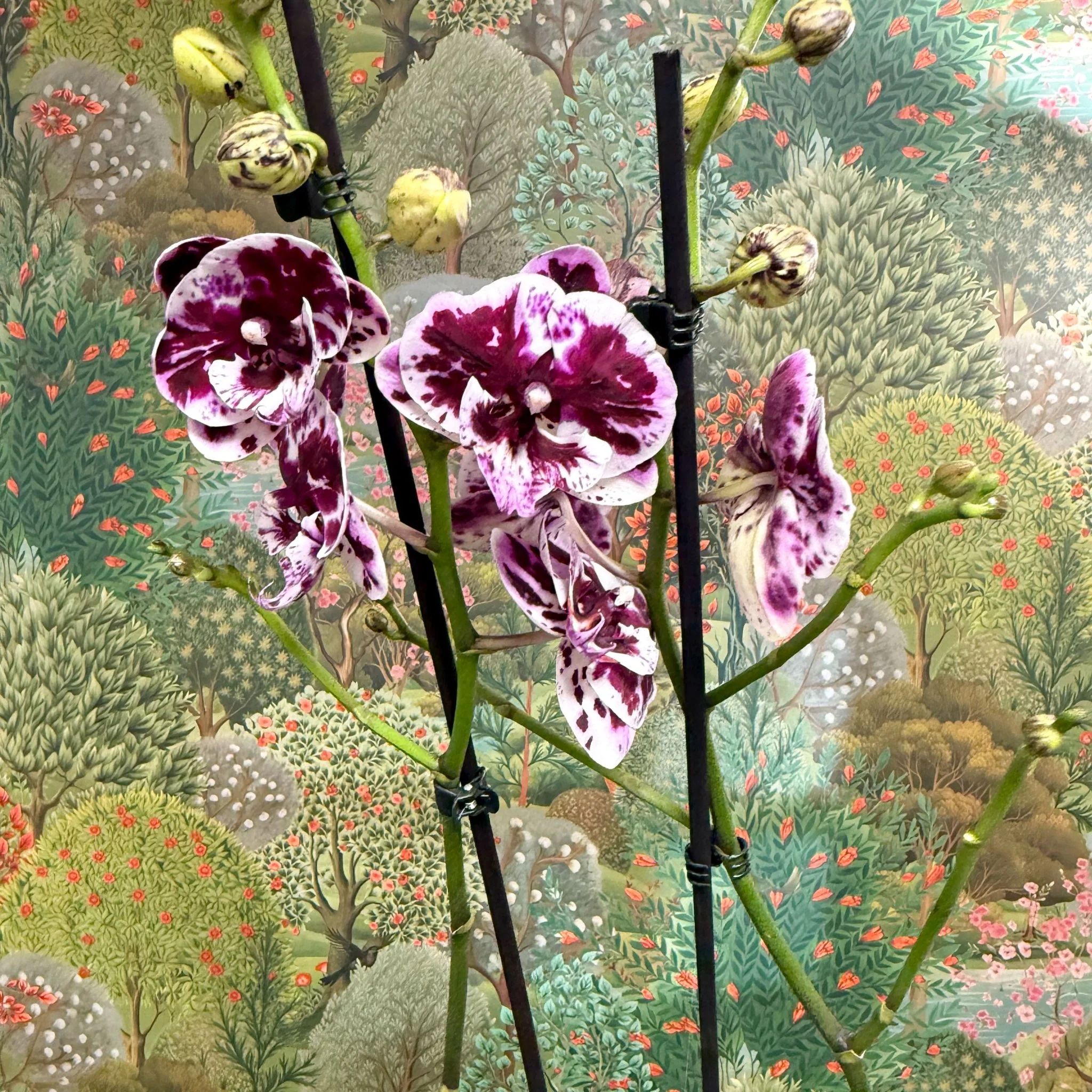 Phalaenopsis ‘Speechless Elegance’ – Moth Orchid - Image 4