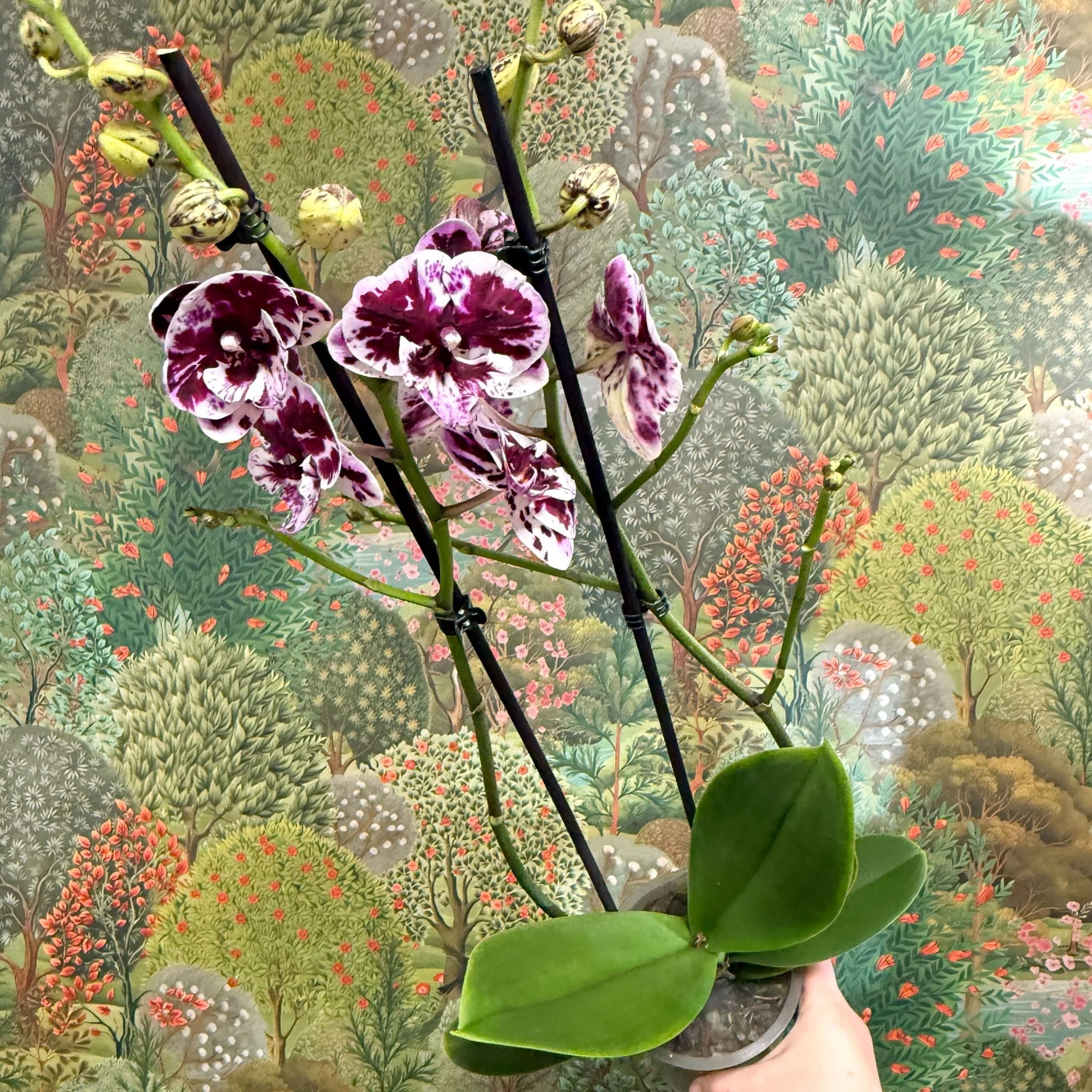 Phalaenopsis ‘Speechless Elegance’ – Moth Orchid - Image 5