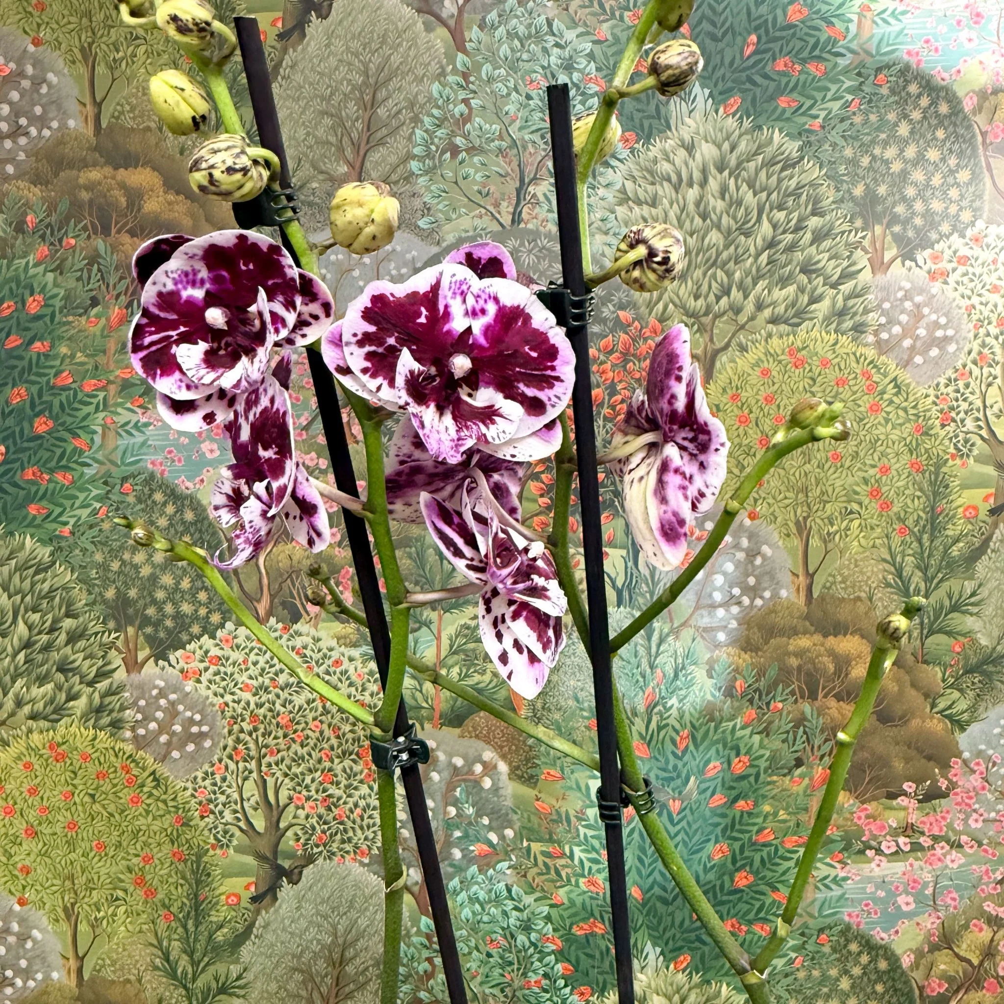 Phalaenopsis ‘Speechless Elegance’ – Moth Orchid - Image 6