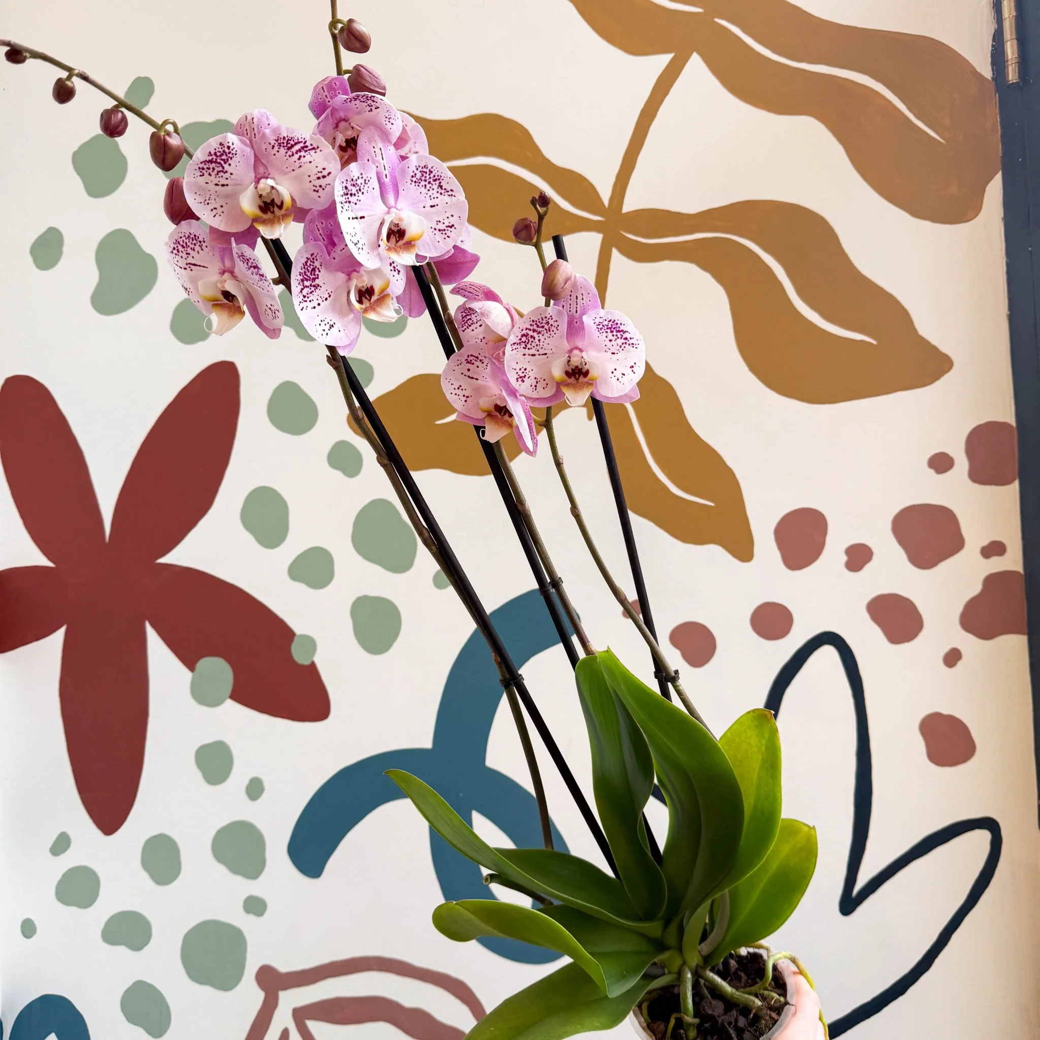 Phalaenopsis 'Spotted World' - Pink Spotty Moth Orchid - Image 2