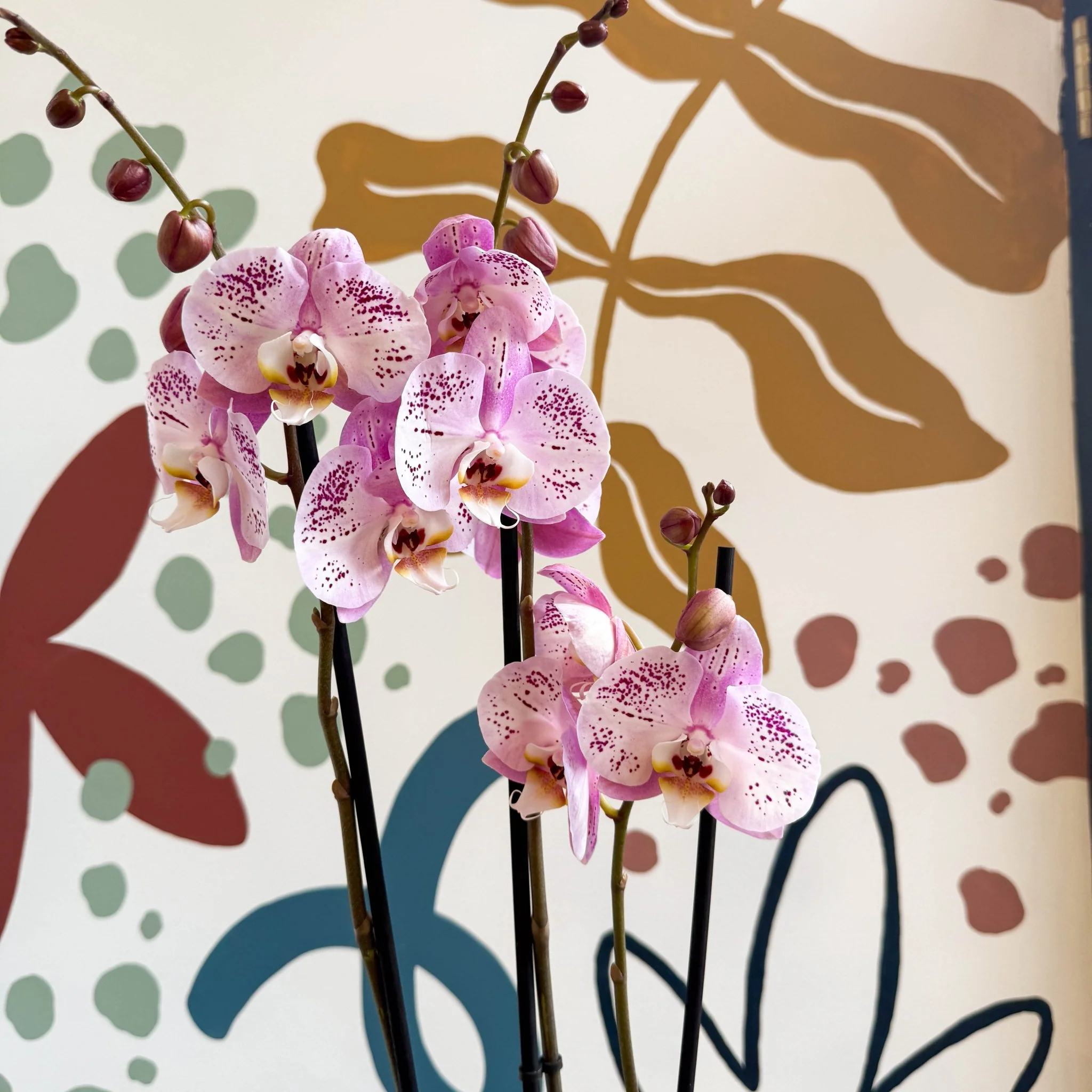 Phalaenopsis 'Spotted World' - Pink Spotty Moth Orchid - Image 5