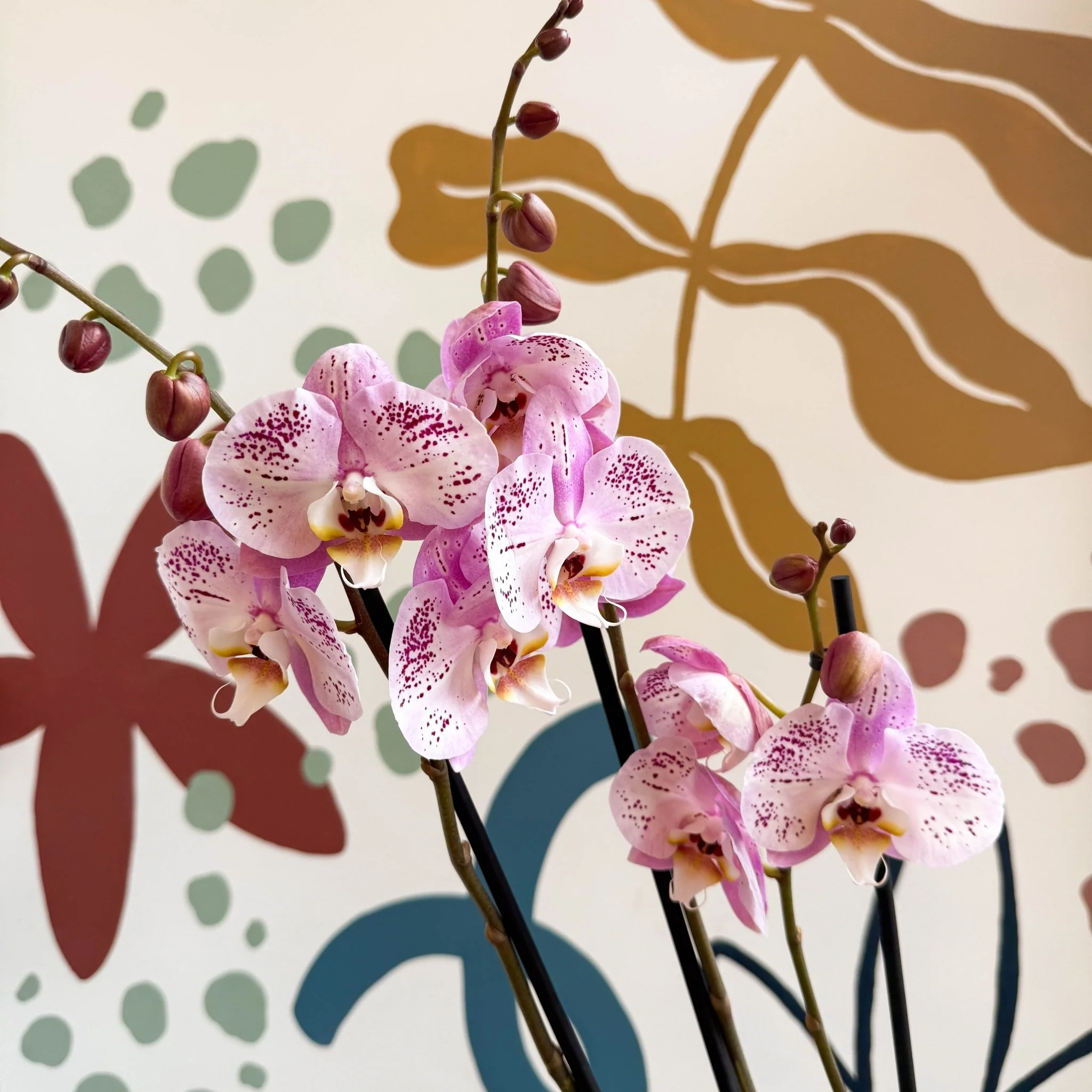 Phalaenopsis 'Spotted World' - Pink Spotty Moth Orchid - Image 7