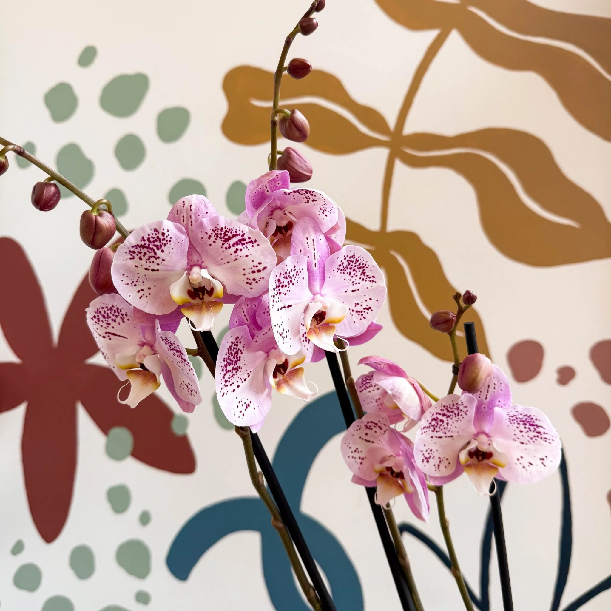 Phalaenopsis 'Spotted World' - Pink Spotty Moth Orchid - Image 8