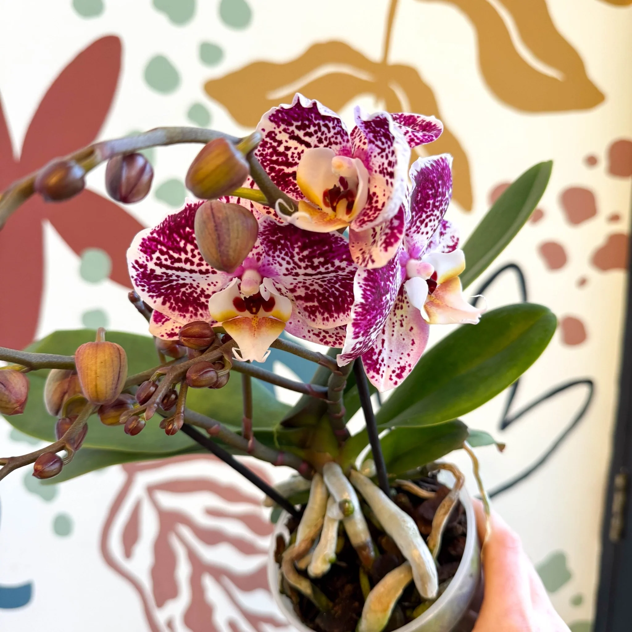 Phalaenopsis - Spotty Pink, Purple and White Moth Orchid - Image 11
