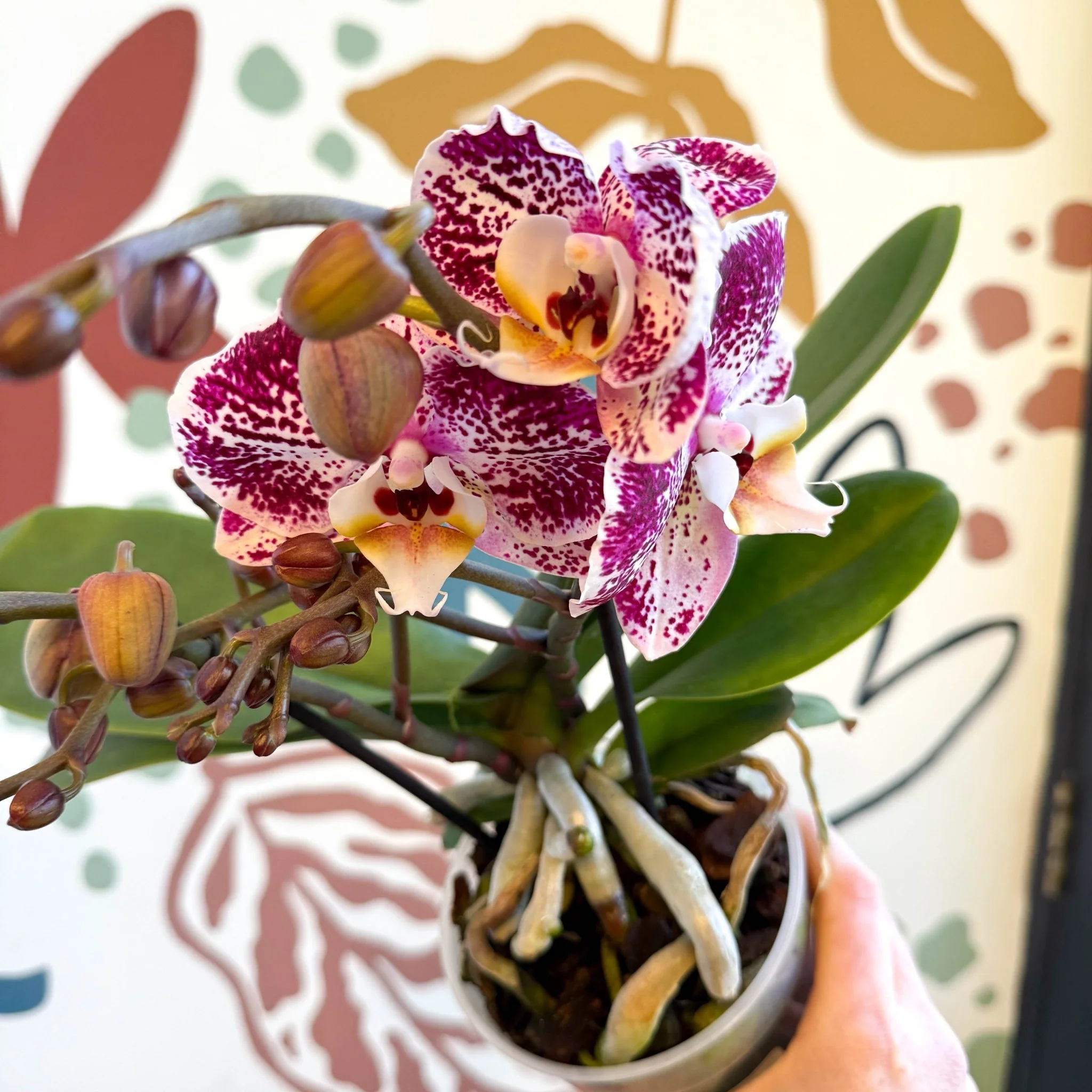 Phalaenopsis - Spotty Pink, Purple and White Moth Orchid - Image 12