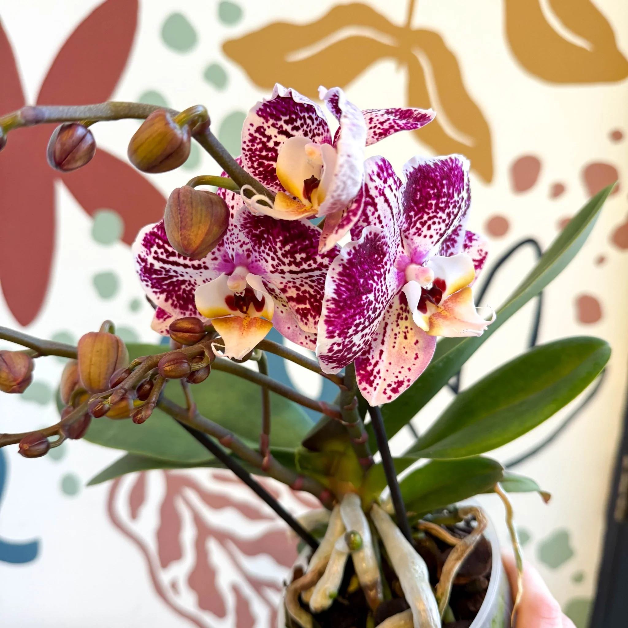 Phalaenopsis - Spotty Pink, Purple and White Moth Orchid - Image 13