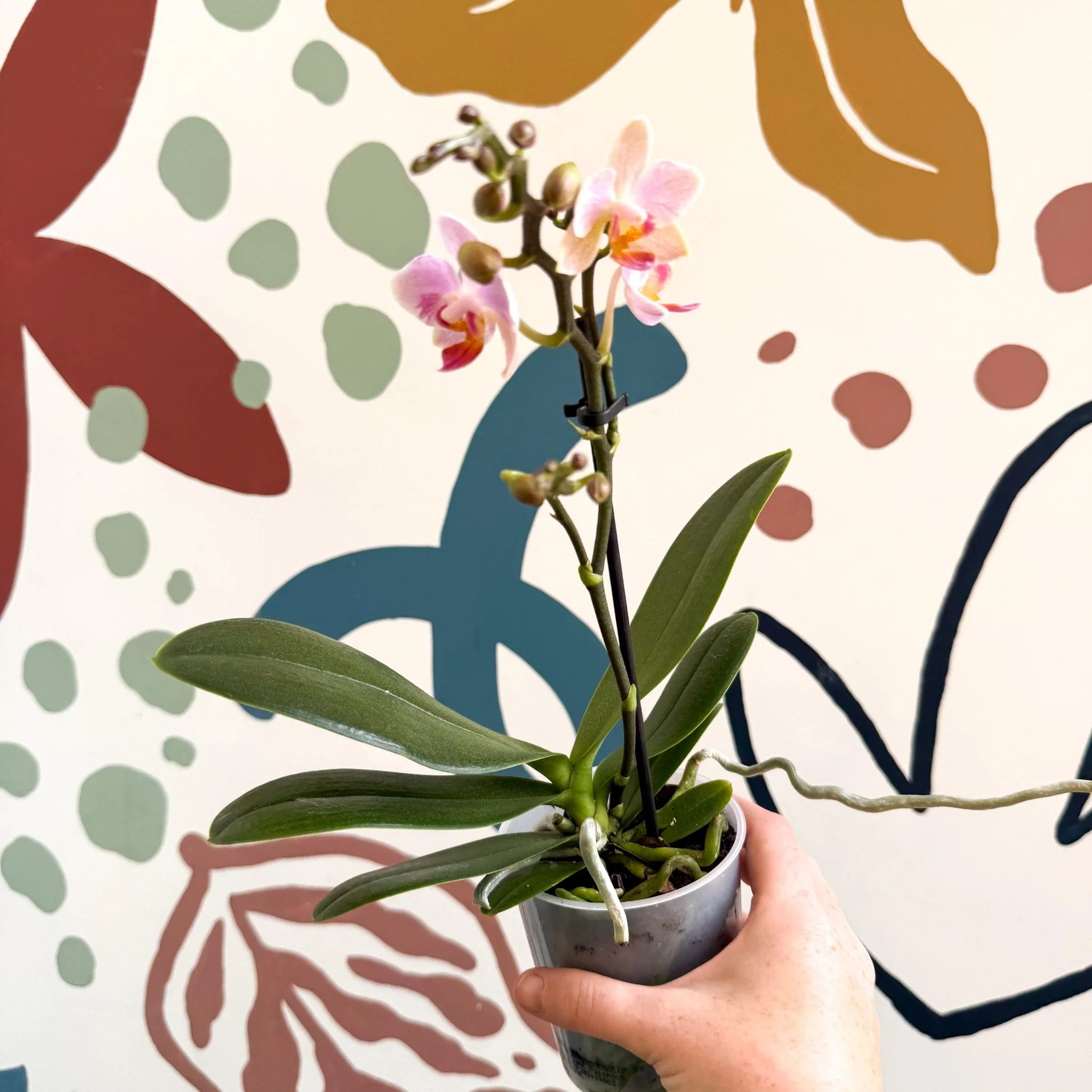 Phalaenopsis 'Treviso' - Pale Pink Moth Orchid