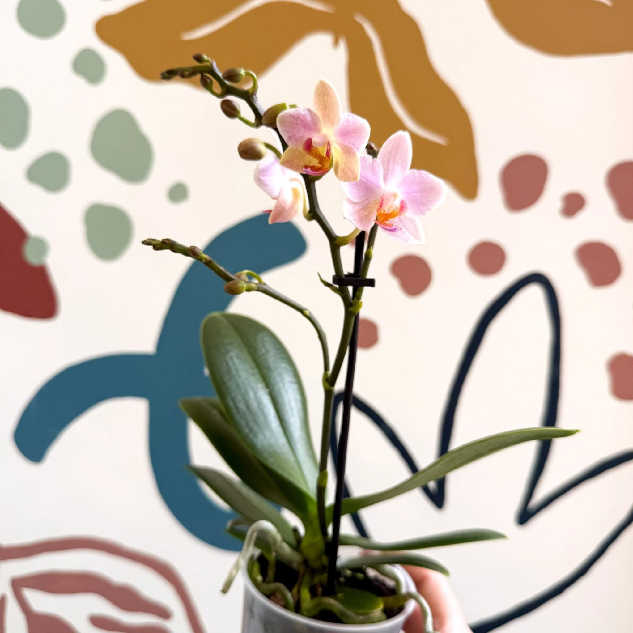 Phalaenopsis 'Treviso' - Pale Pink Moth Orchid - Image 10