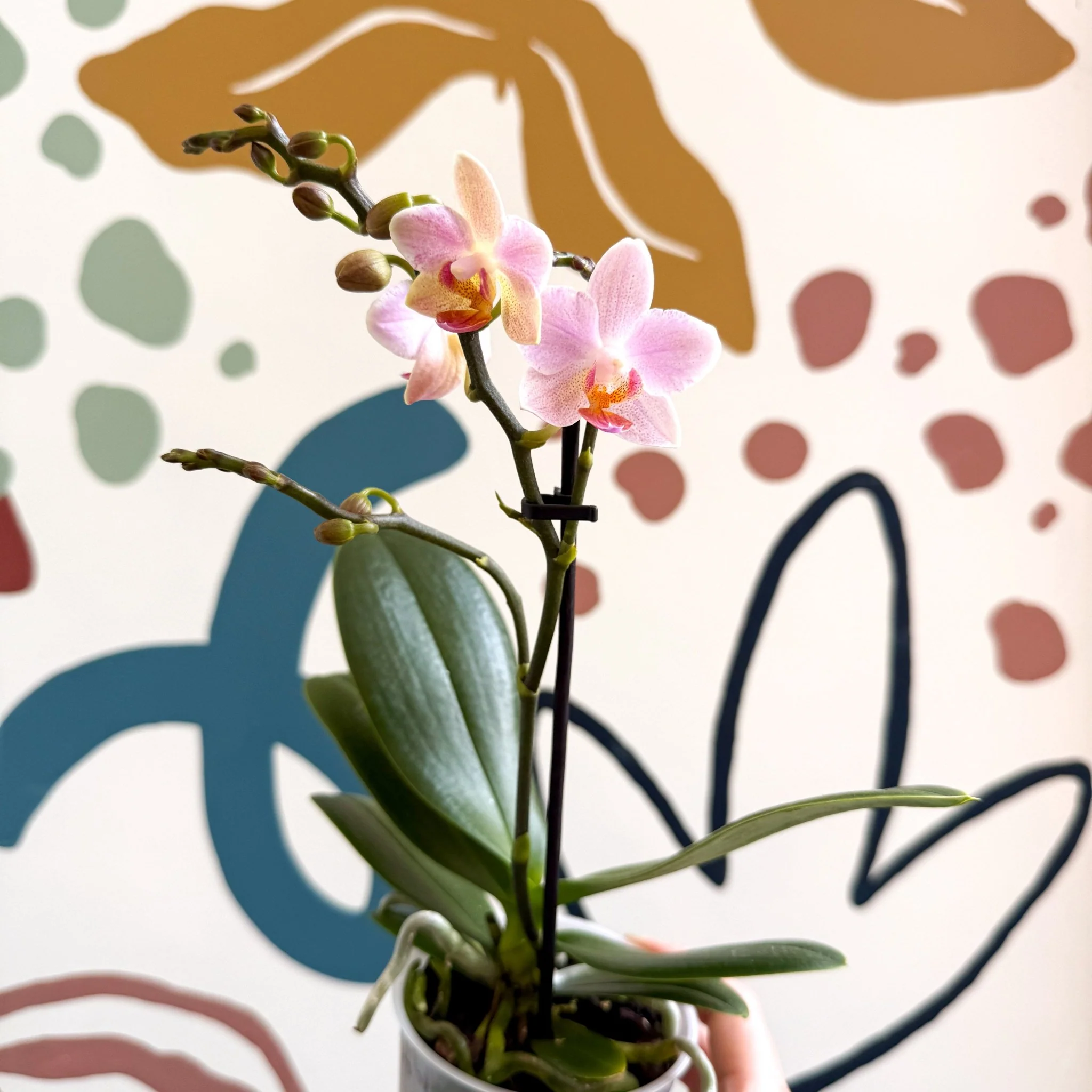 Phalaenopsis 'Treviso' - Pale Pink Moth Orchid - Image 11