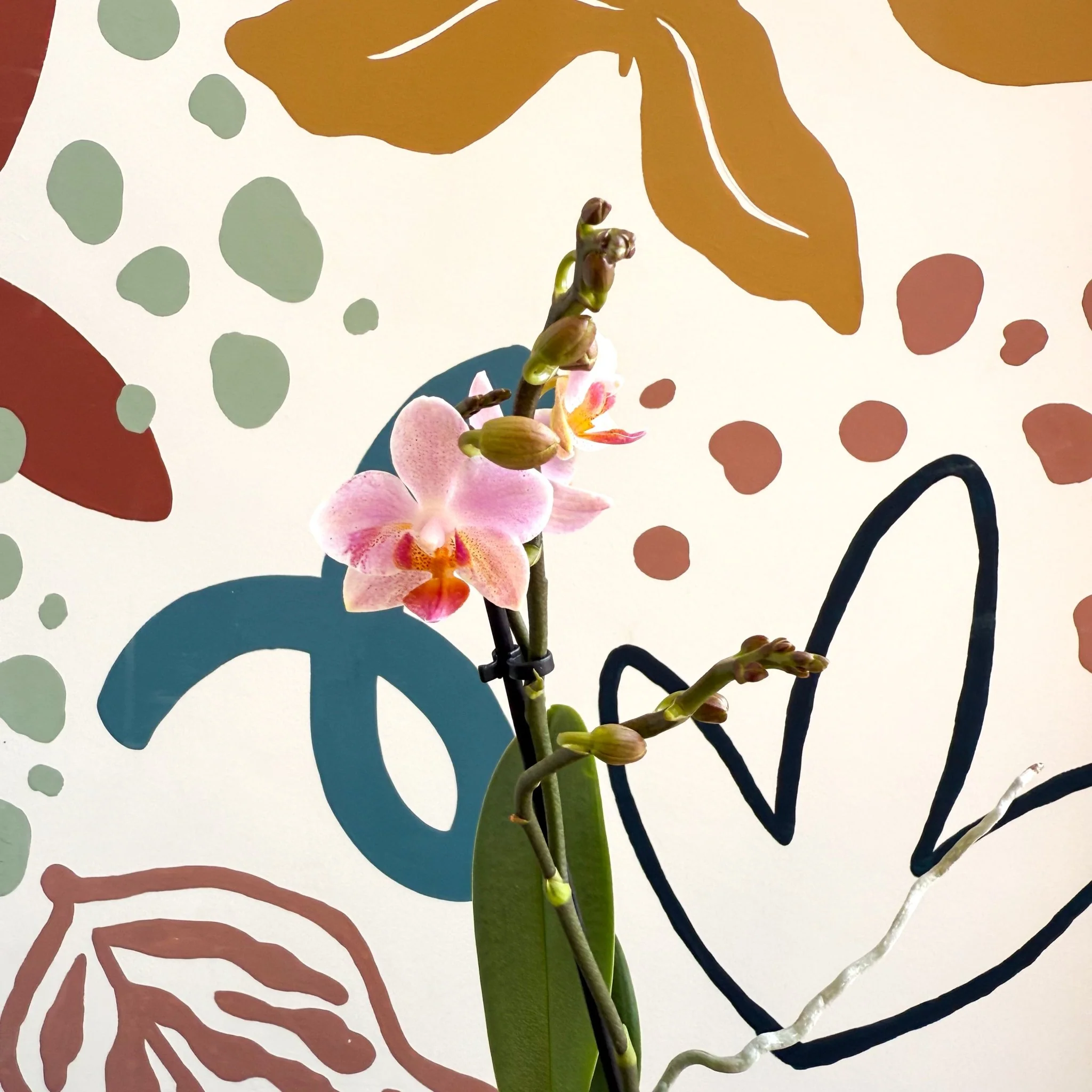 Phalaenopsis 'Treviso' - Pale Pink Moth Orchid - Image 2