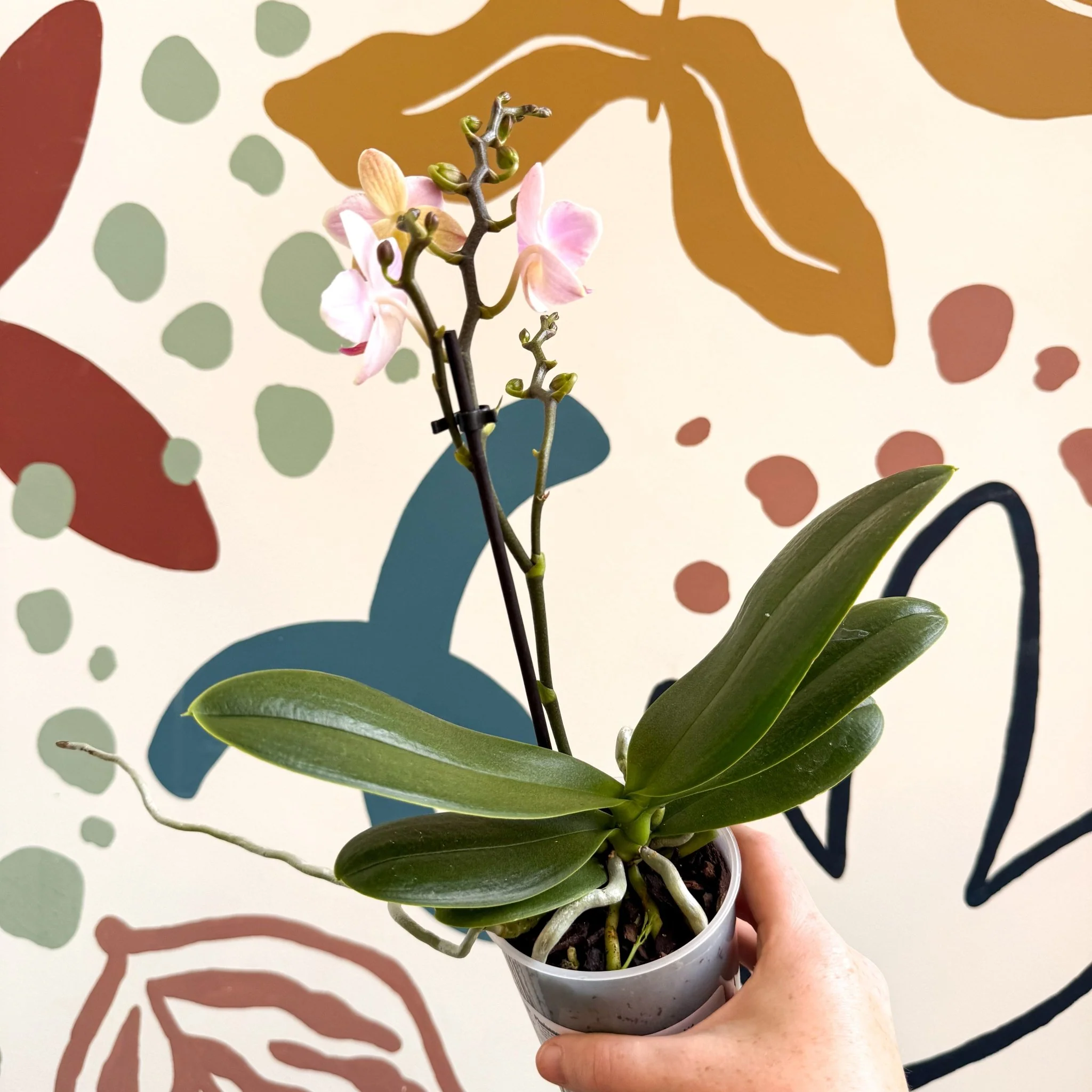 Phalaenopsis 'Treviso' - Pale Pink Moth Orchid - Image 3