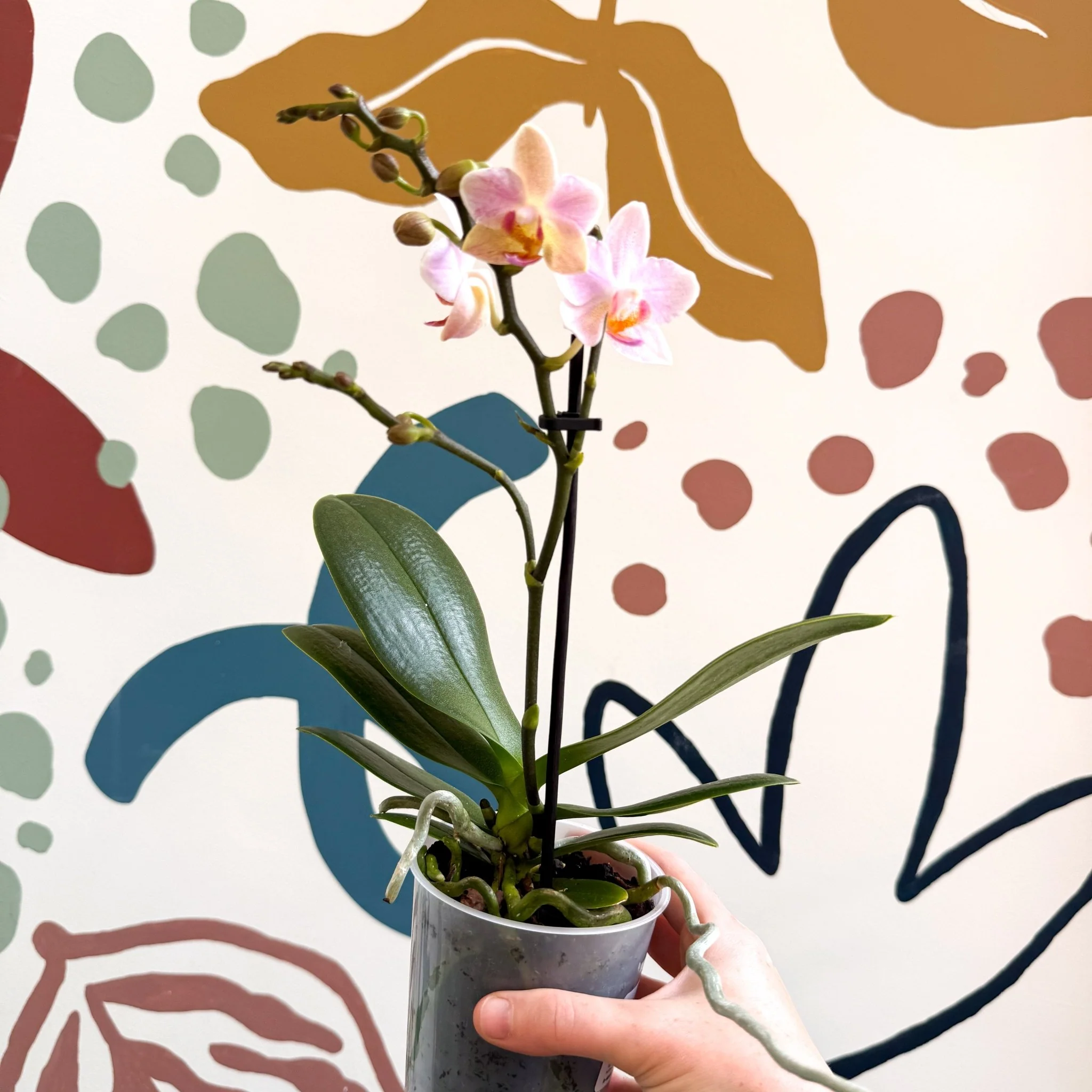 Phalaenopsis 'Treviso' - Pale Pink Moth Orchid - Image 4