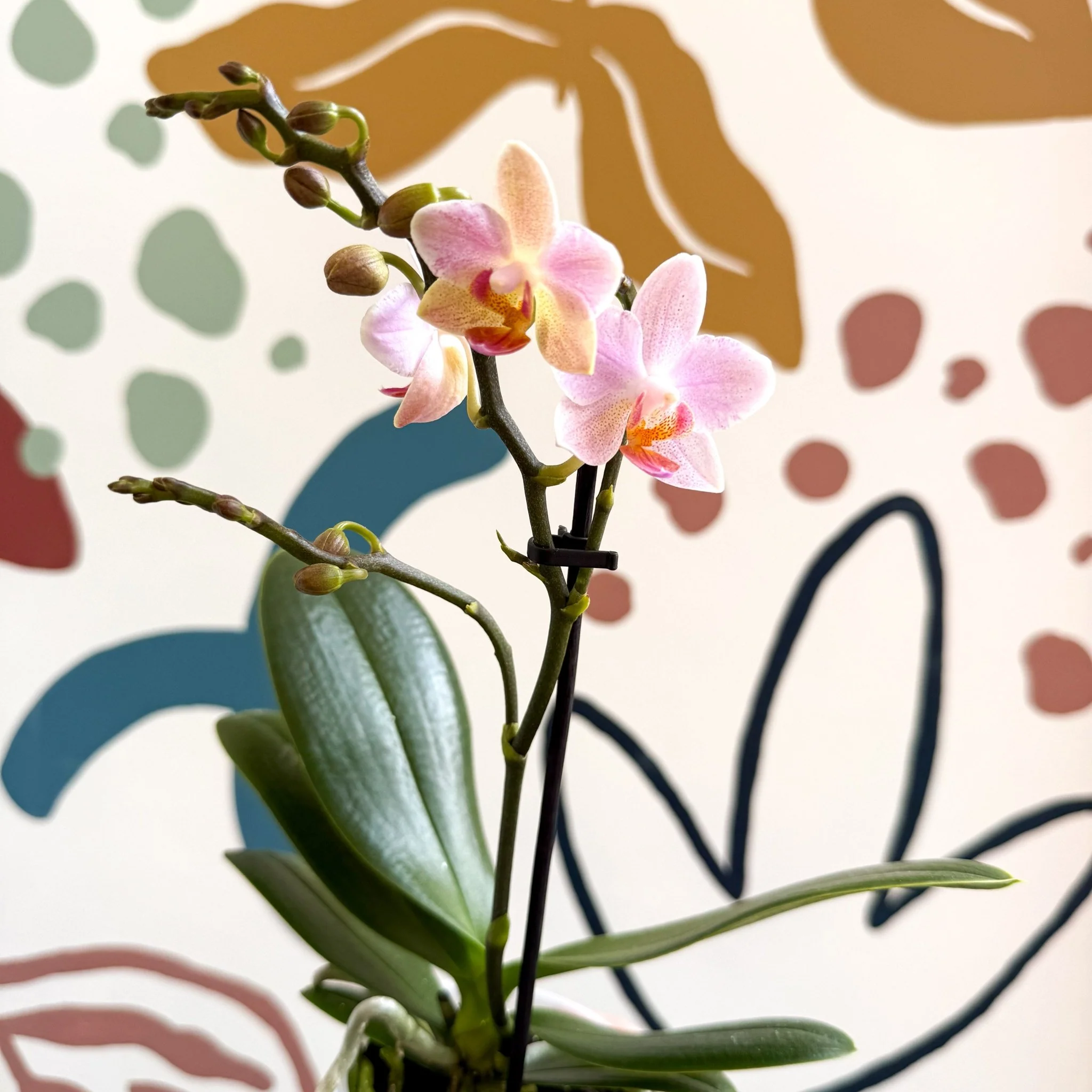 Phalaenopsis 'Treviso' - Pale Pink Moth Orchid - Image 5
