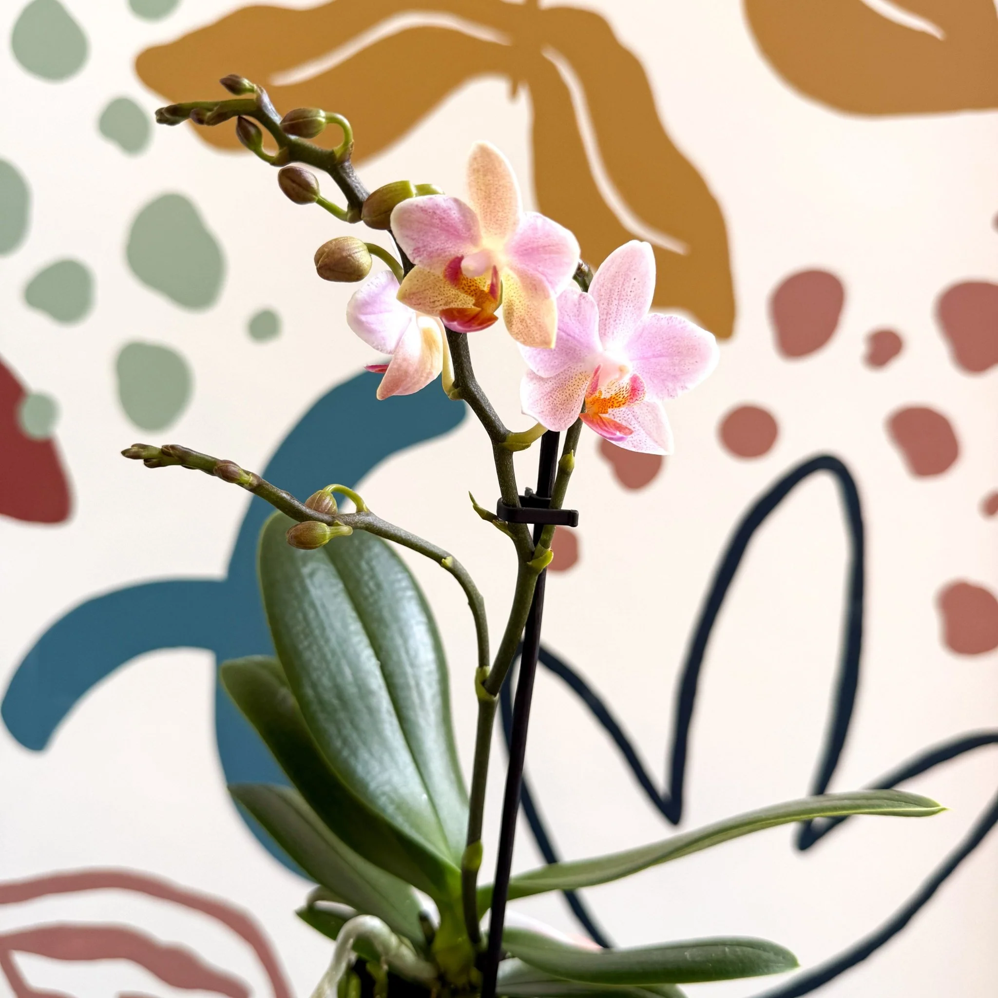 Phalaenopsis 'Treviso' - Pale Pink Moth Orchid - Image 6