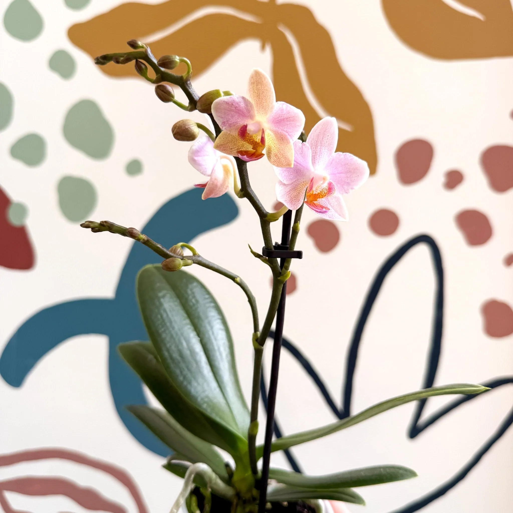 Phalaenopsis 'Treviso' - Pale Pink Moth Orchid - Image 7