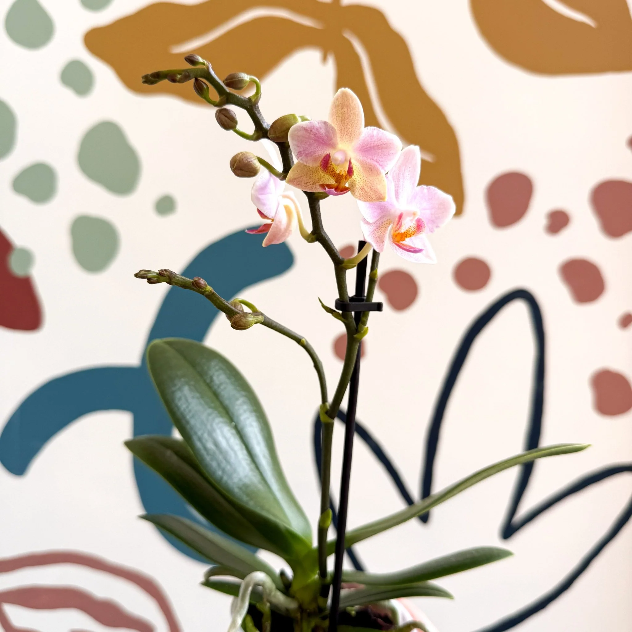 Phalaenopsis 'Treviso' - Pale Pink Moth Orchid - Image 8