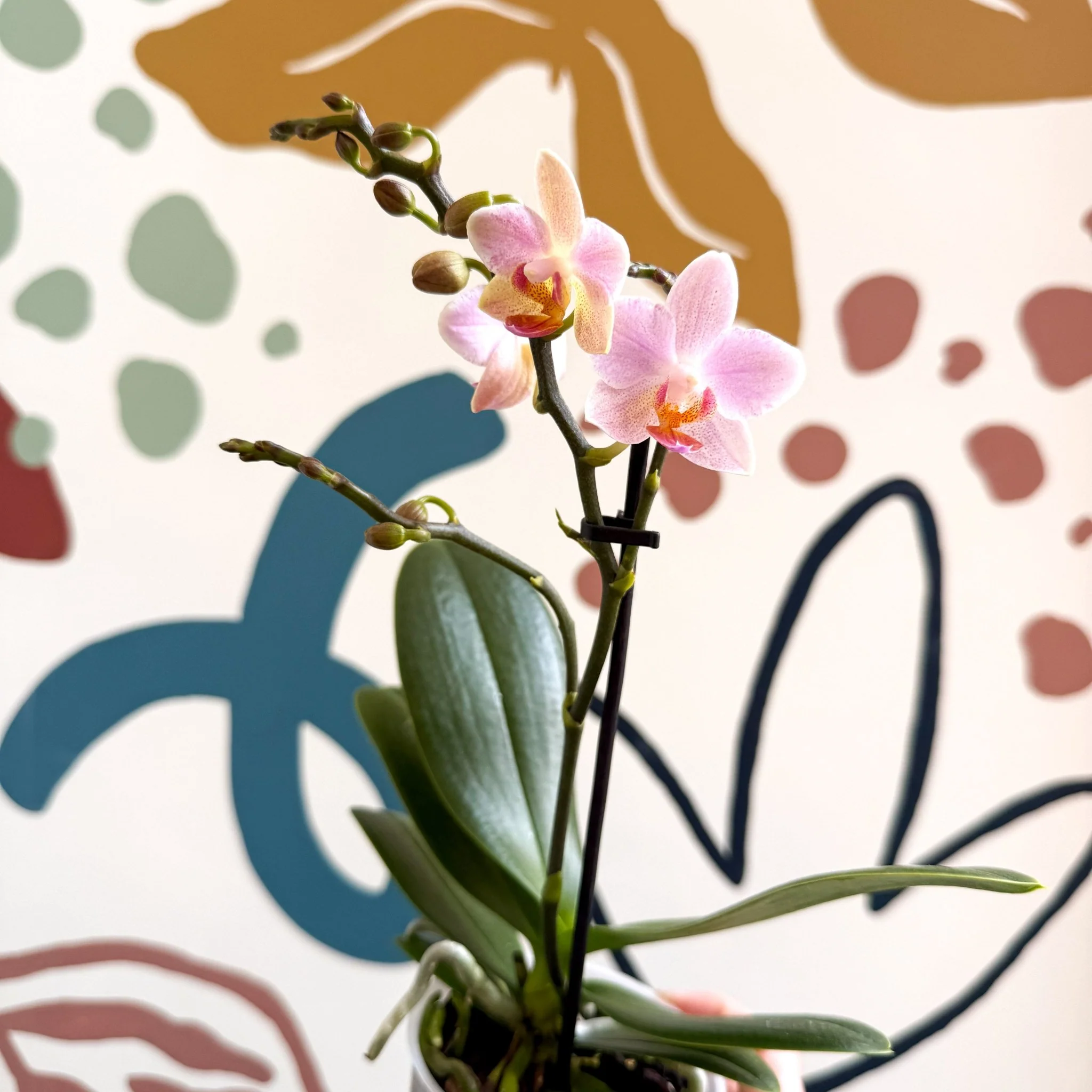 Phalaenopsis 'Treviso' - Pale Pink Moth Orchid - Image 9