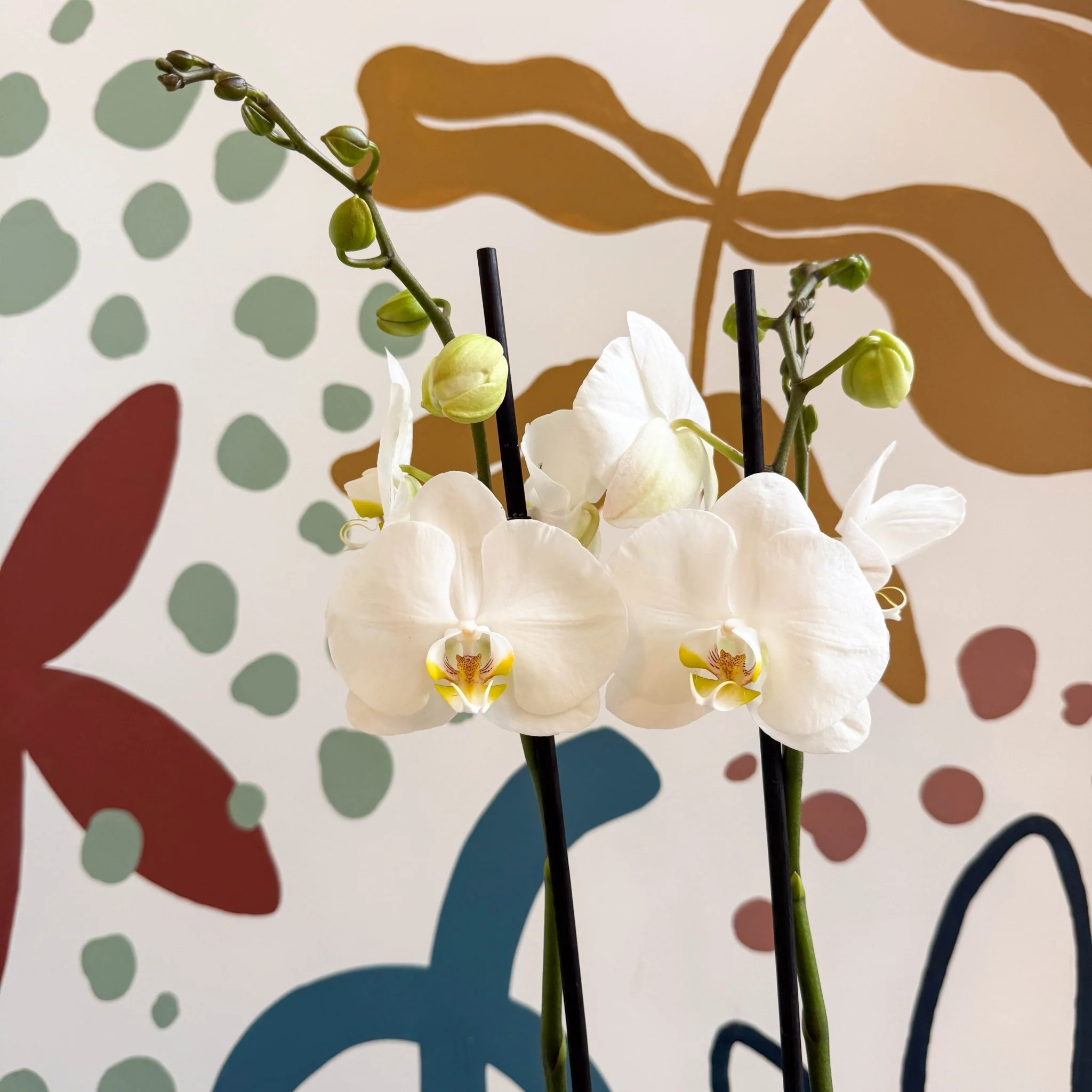 Phalaenopsis - White Moth Orchid